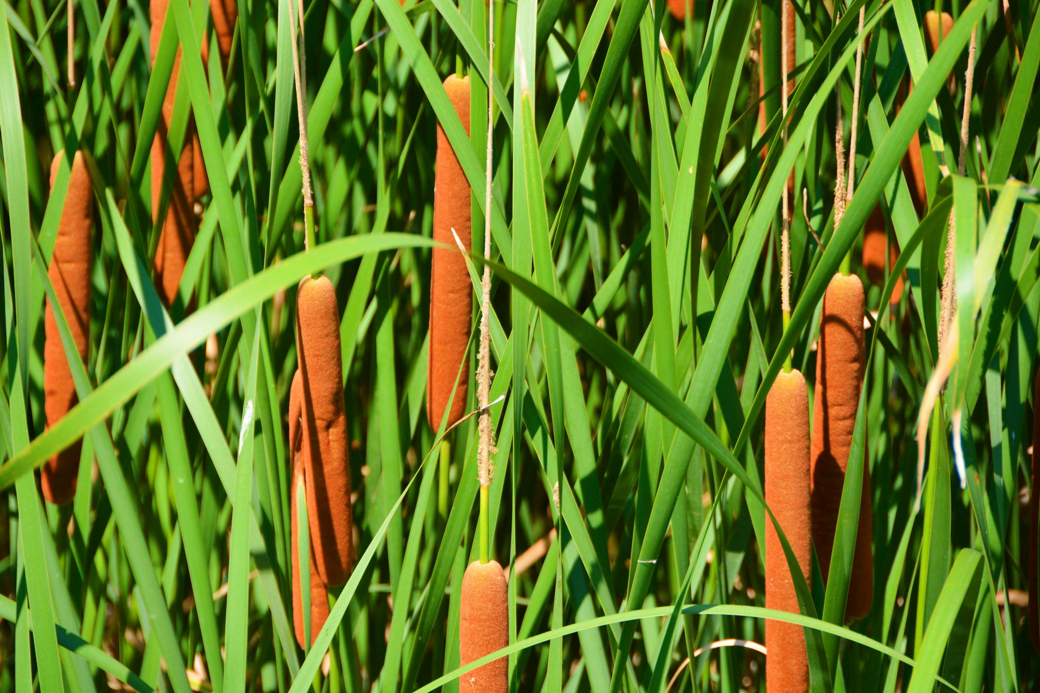 中药材蒲草棒原创拍摄