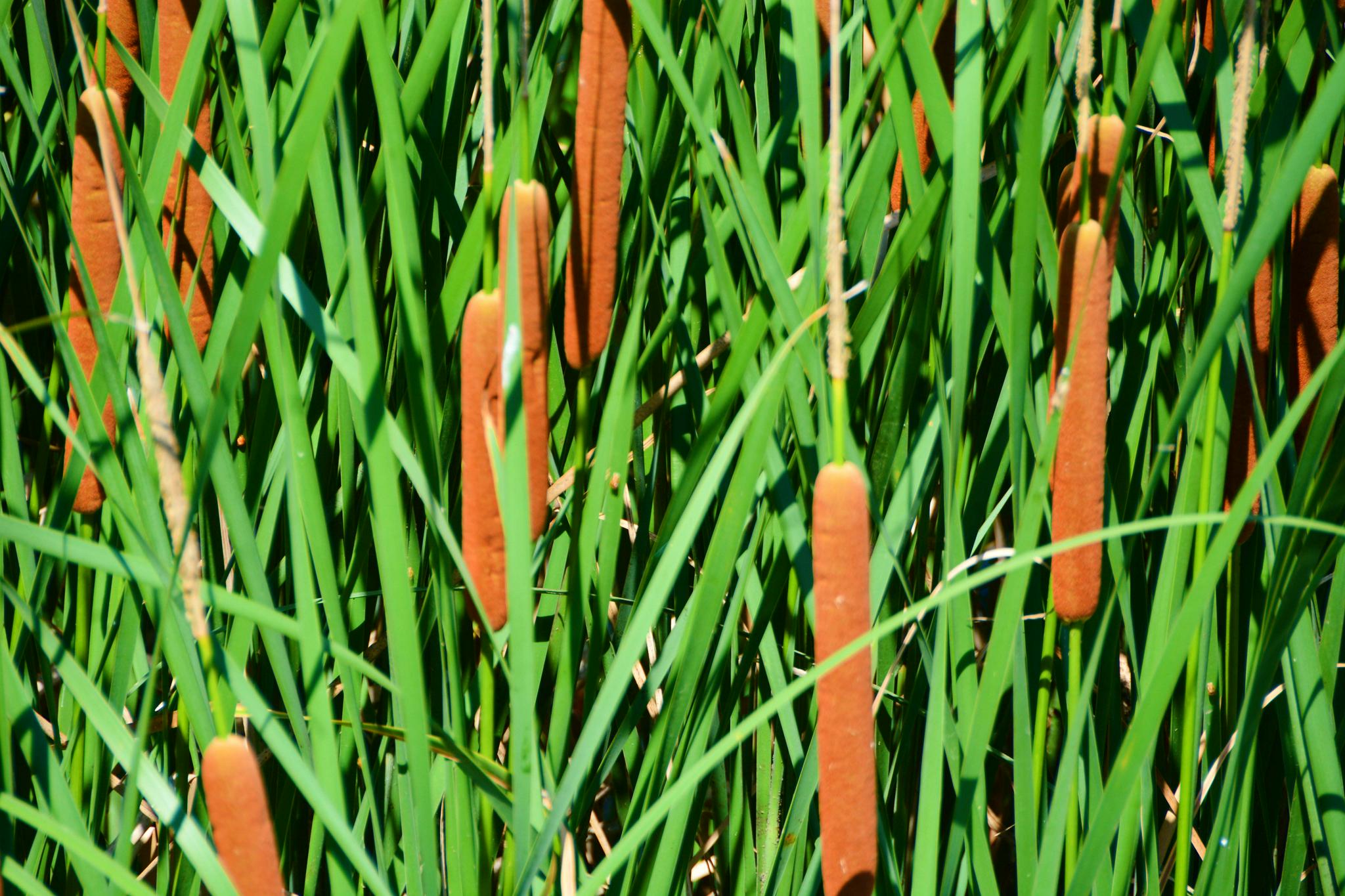 中药材蒲草棒原创拍摄