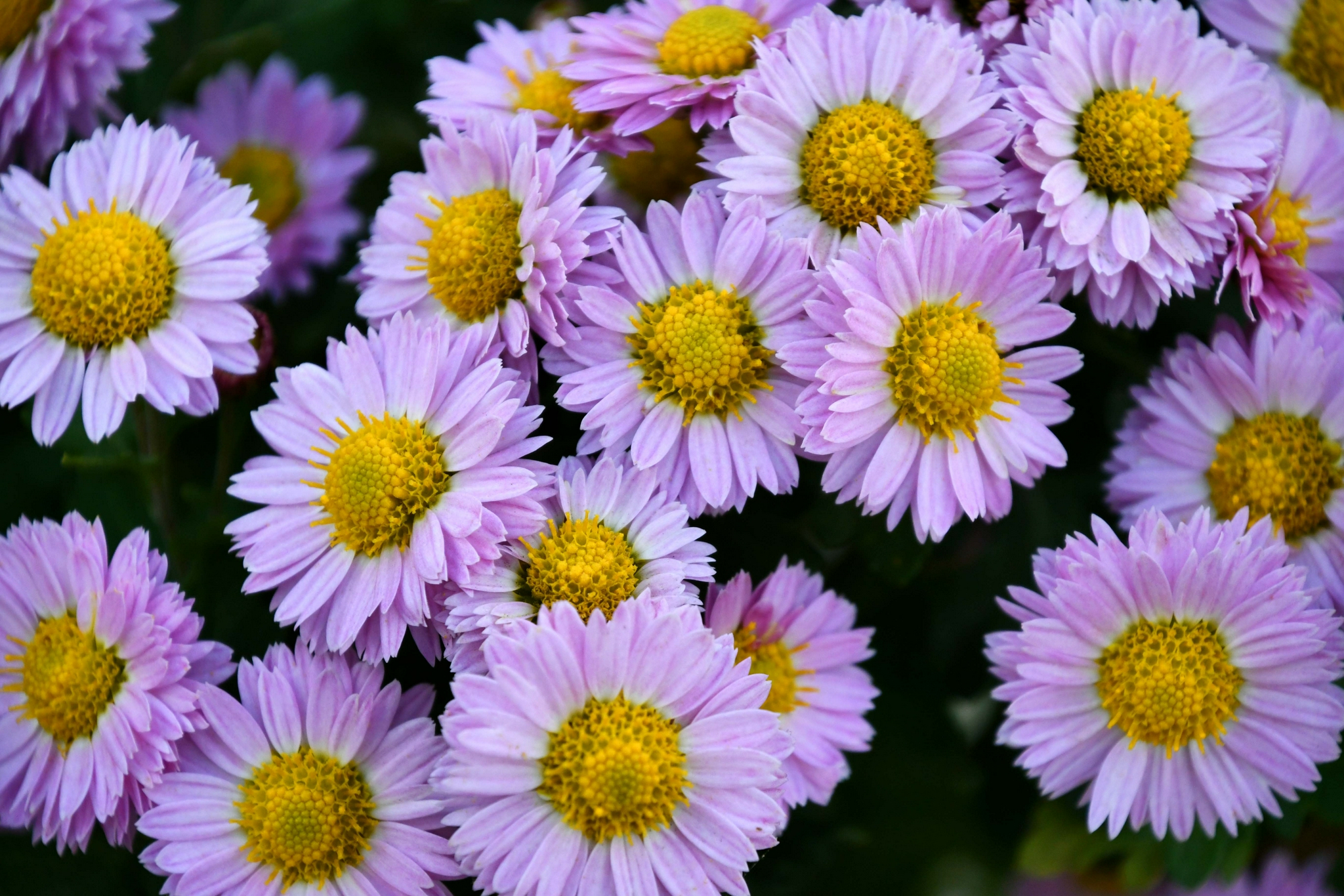 美丽的雏菊花,原创拍摄