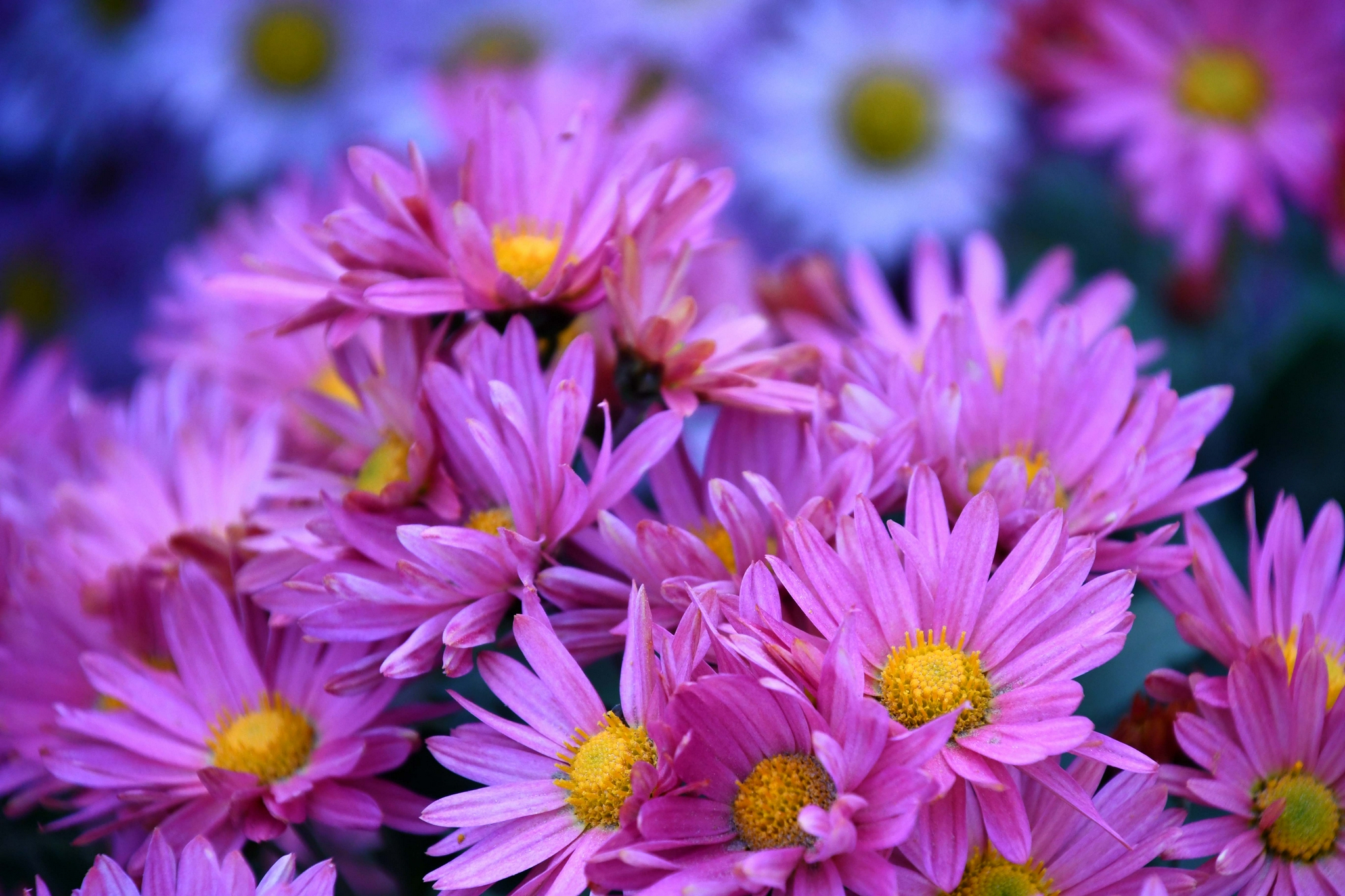 美丽的雏菊花,原创拍摄