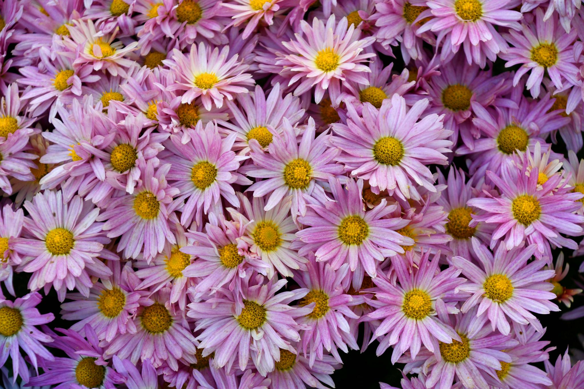 美丽的雏菊花,原创拍摄