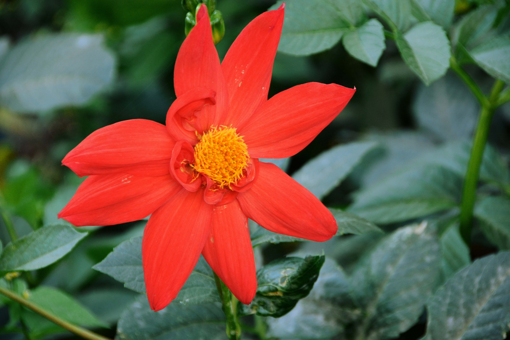 红色大丽花原创拍摄