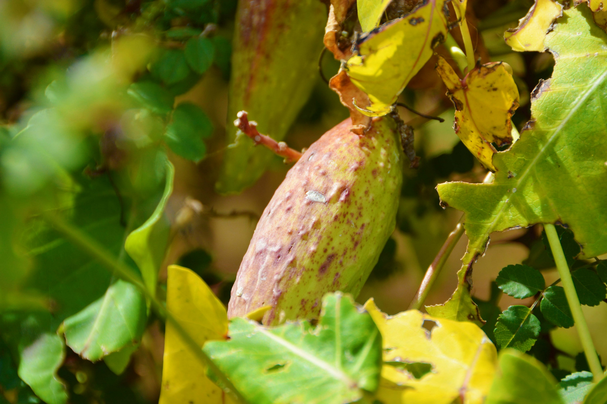 萝藦植物果实,原创拍摄|果实|植物|原创_新浪新闻