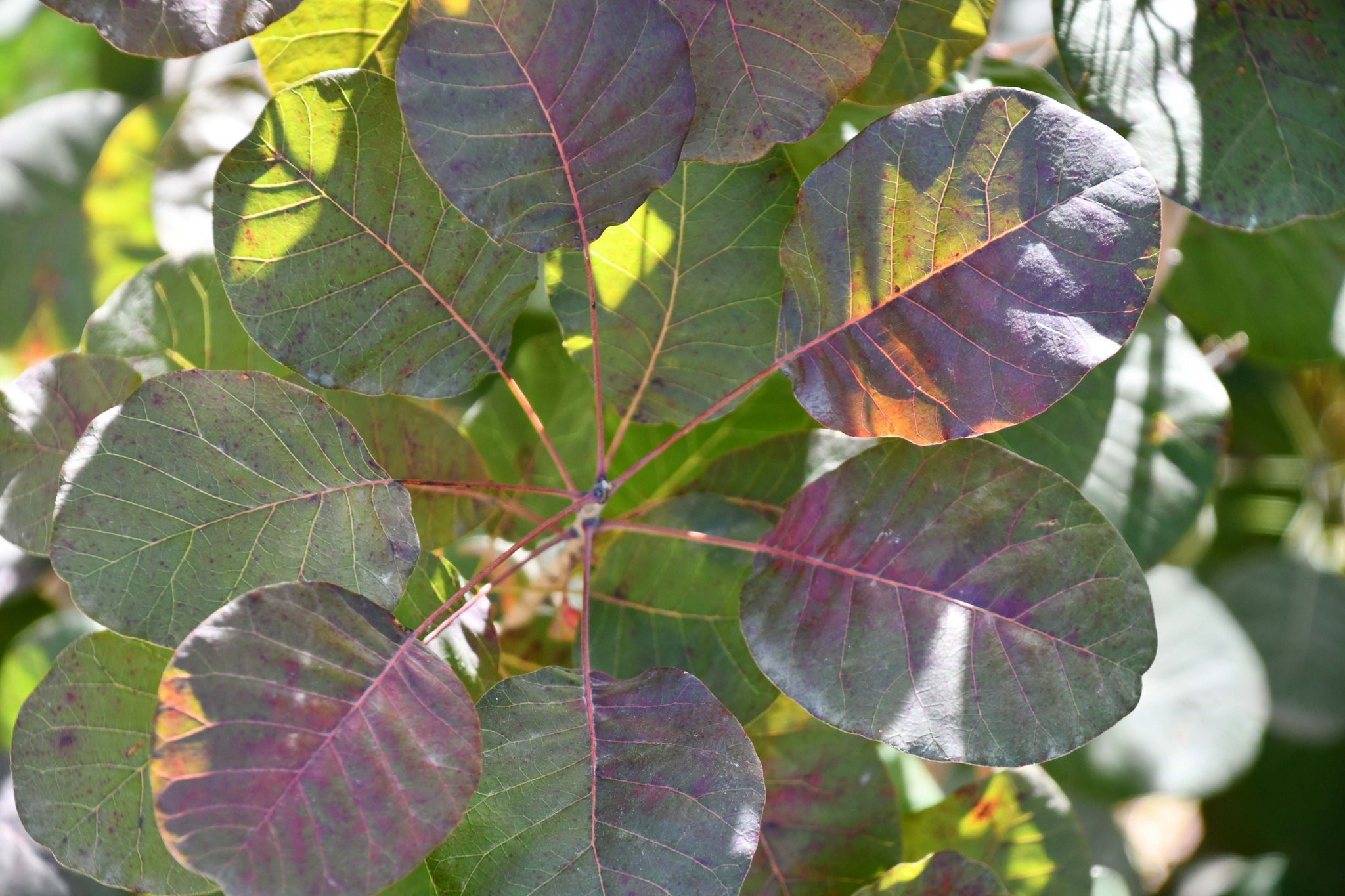 红栌树叶子,原创拍摄|红栌|树叶子|原创_新浪新闻