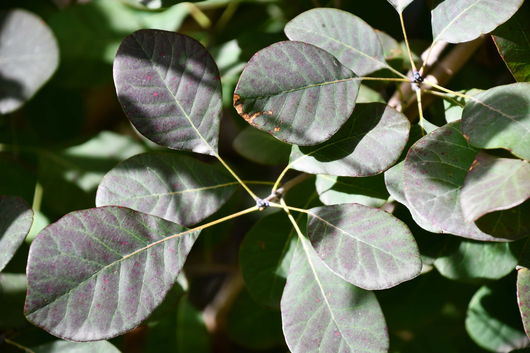 红栌树叶子,原创拍摄|红栌|树叶子|原创_新浪新闻