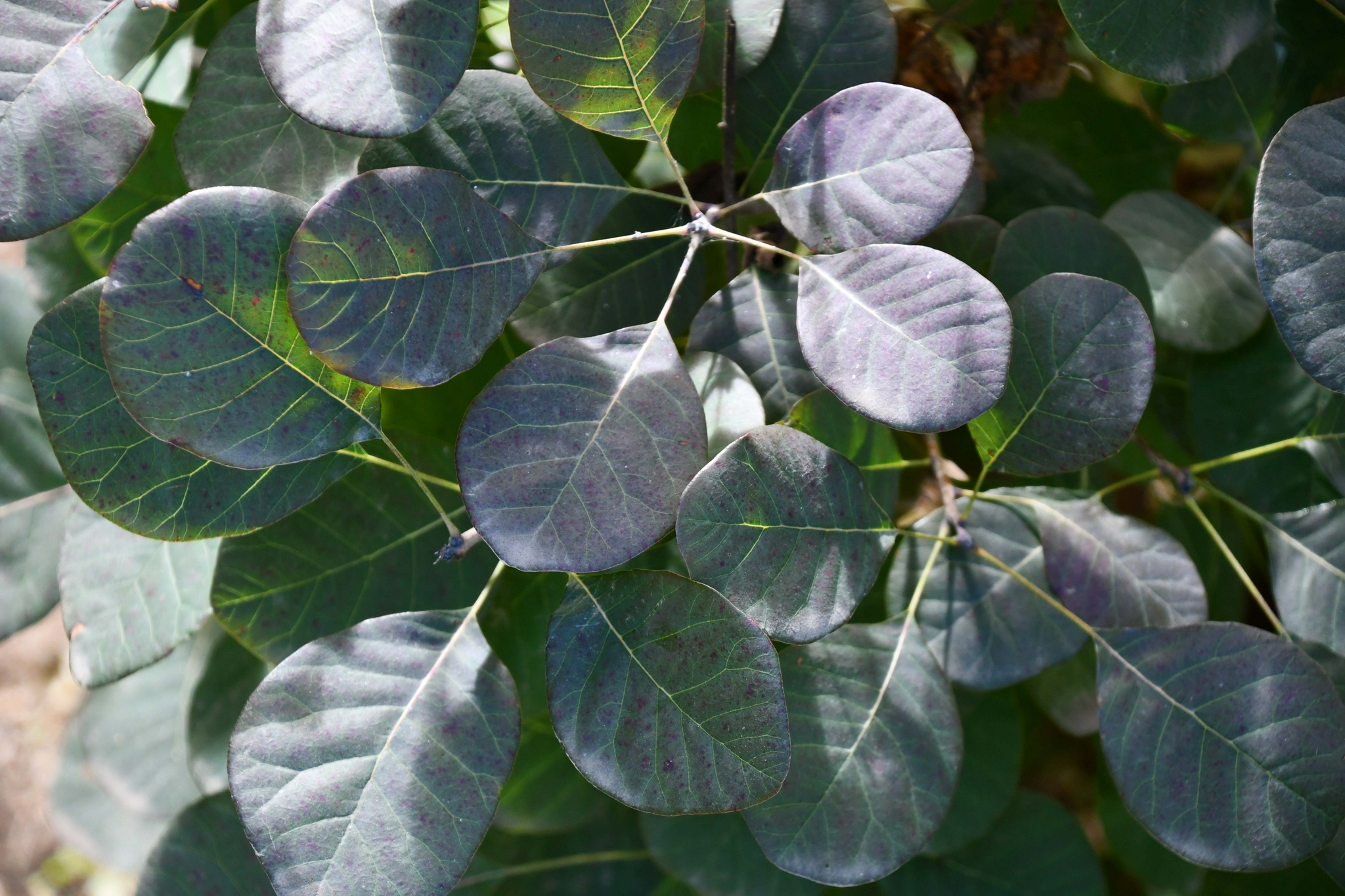 红栌树叶子,原创拍摄|红栌|树叶子|原创_新浪新闻