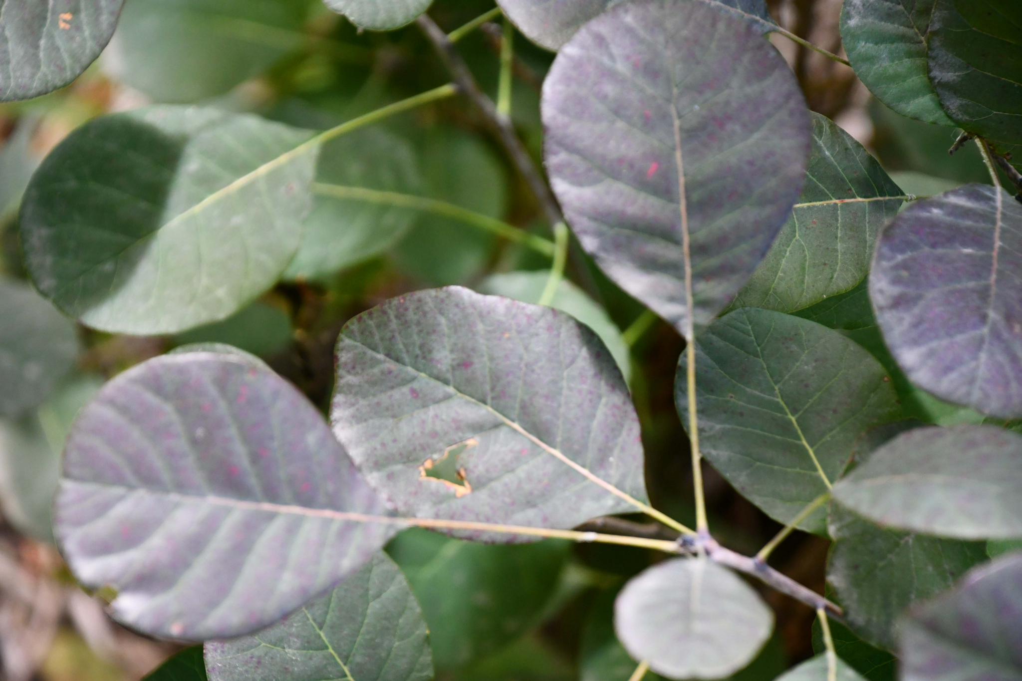 红栌树叶子,原创拍摄|红栌|树叶子|原创_新浪新闻