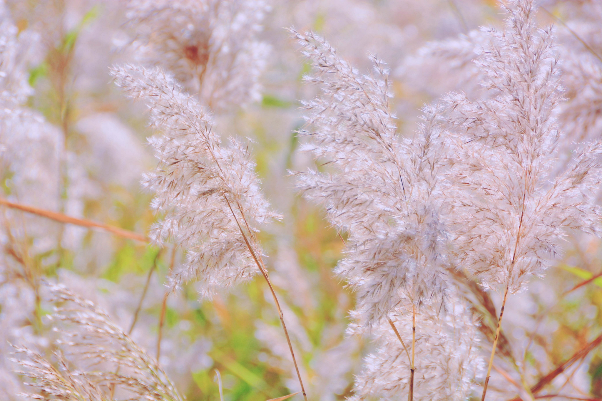 雪白的芦花,原创拍摄_高清图集_新浪网