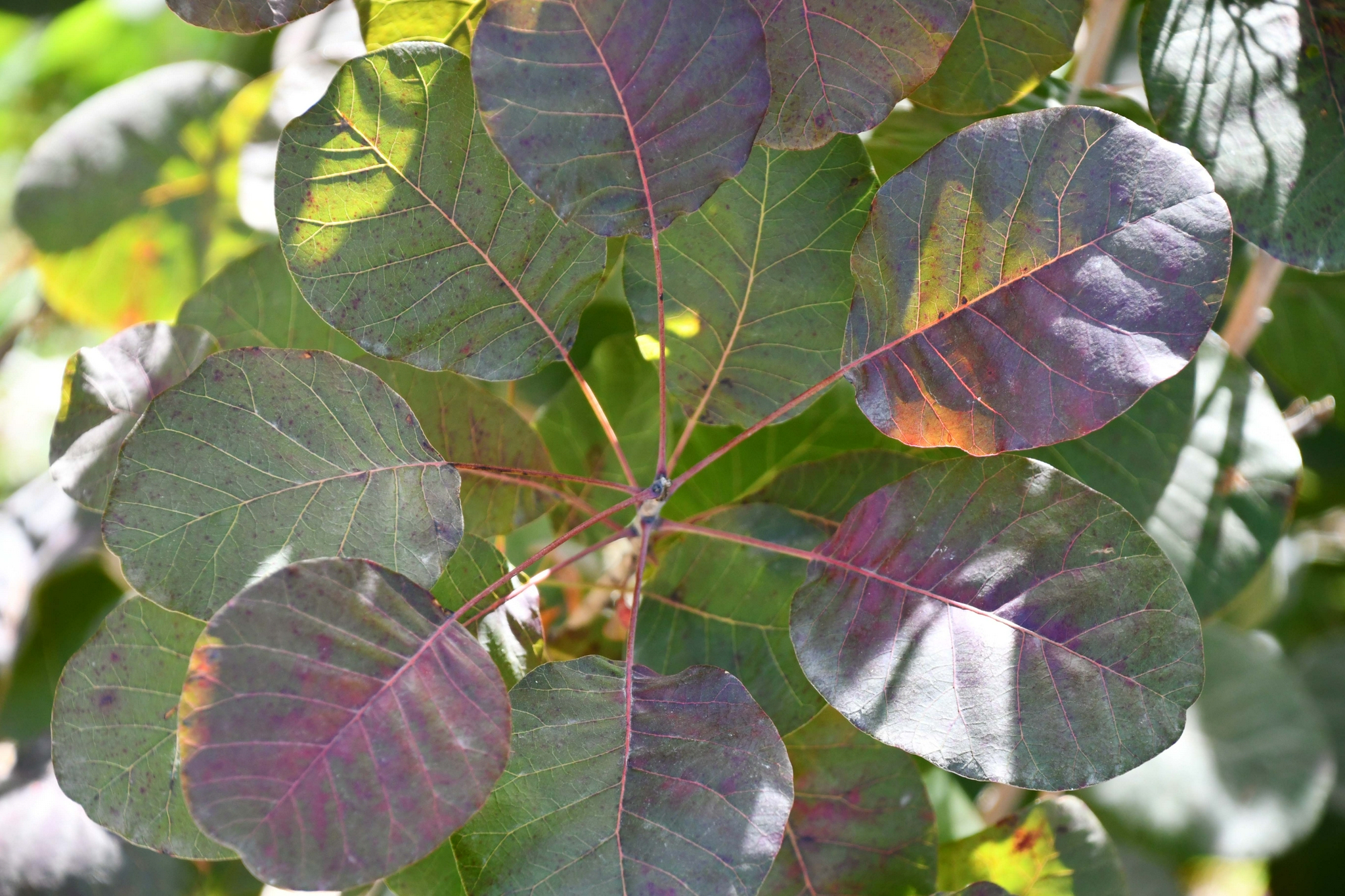 红栌树叶子,原创拍摄|红栌|树叶子|原创_新浪新闻