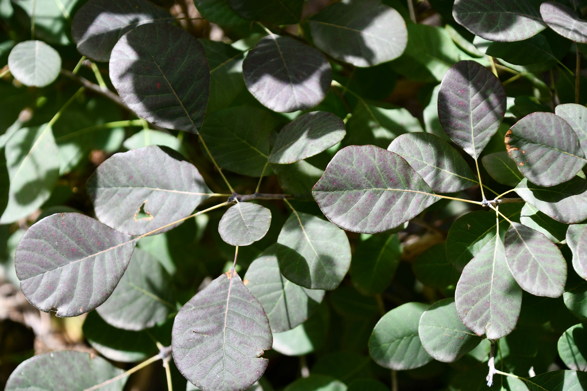红栌树叶子,原创拍摄|红栌|树叶子|原创_新浪新闻