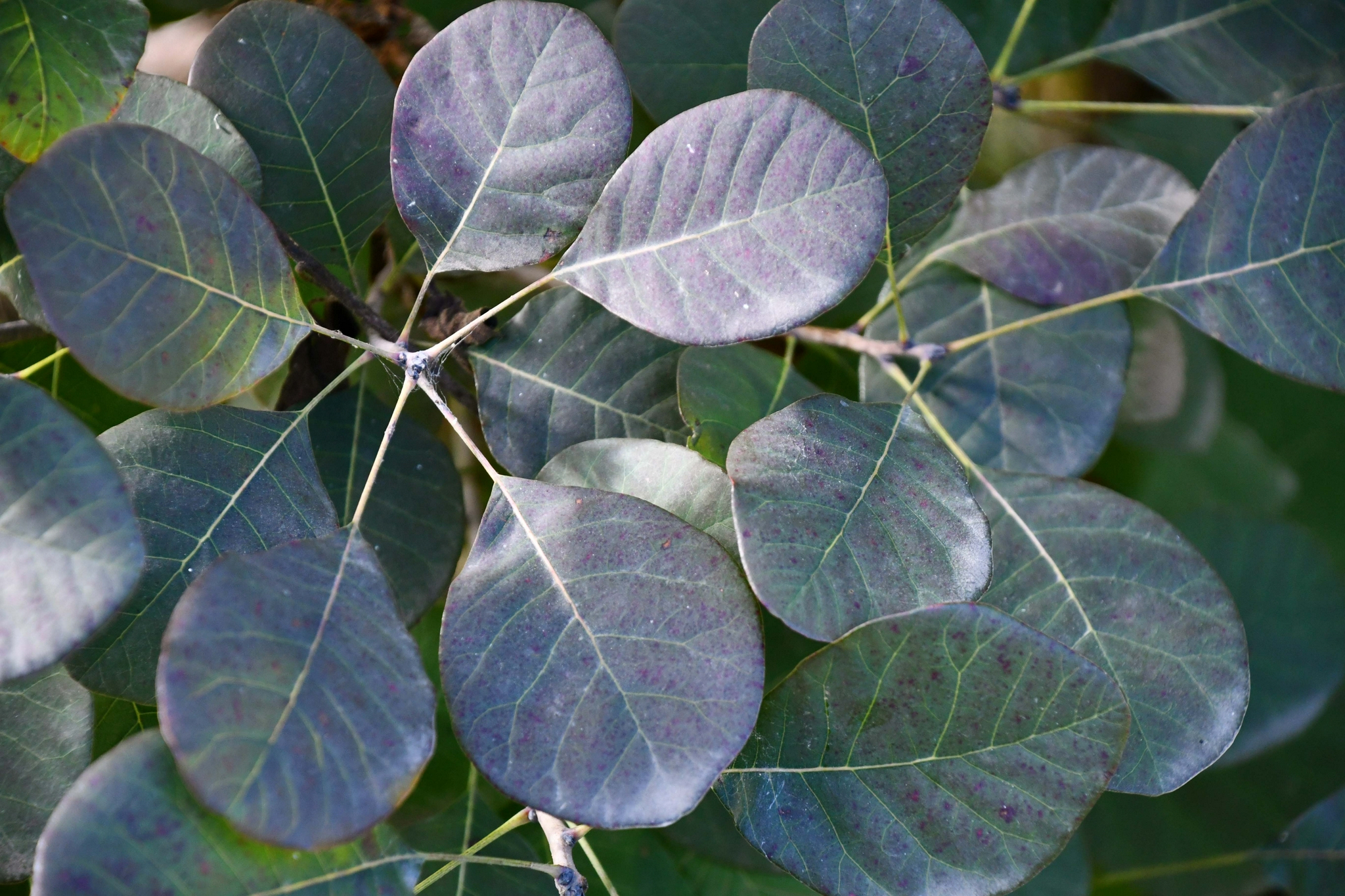 红栌树叶子,原创拍摄|红栌|树叶子|原创_新浪新闻