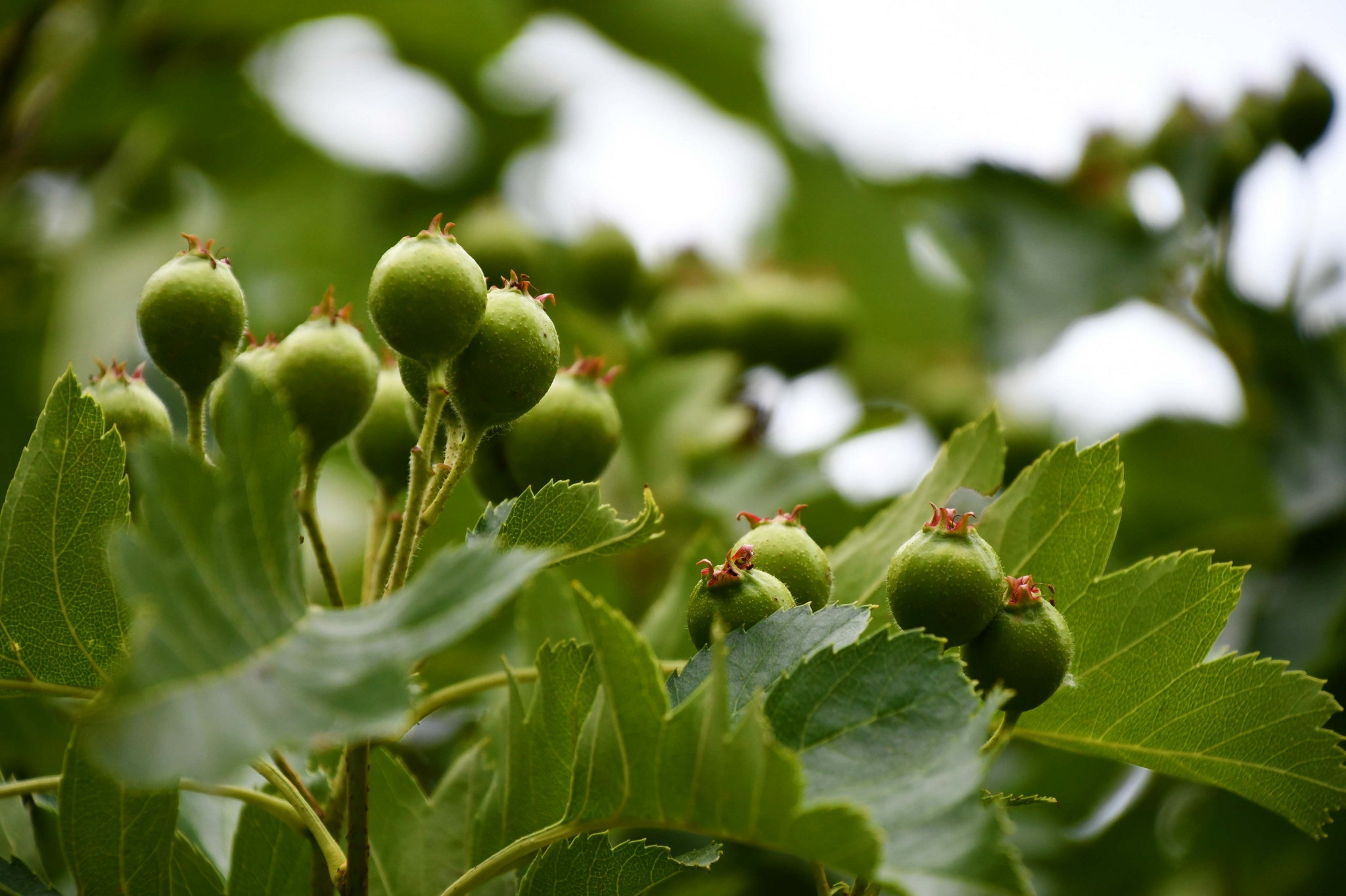 青山楂果,原创拍摄|山楂果|原创|拍摄_新浪新闻