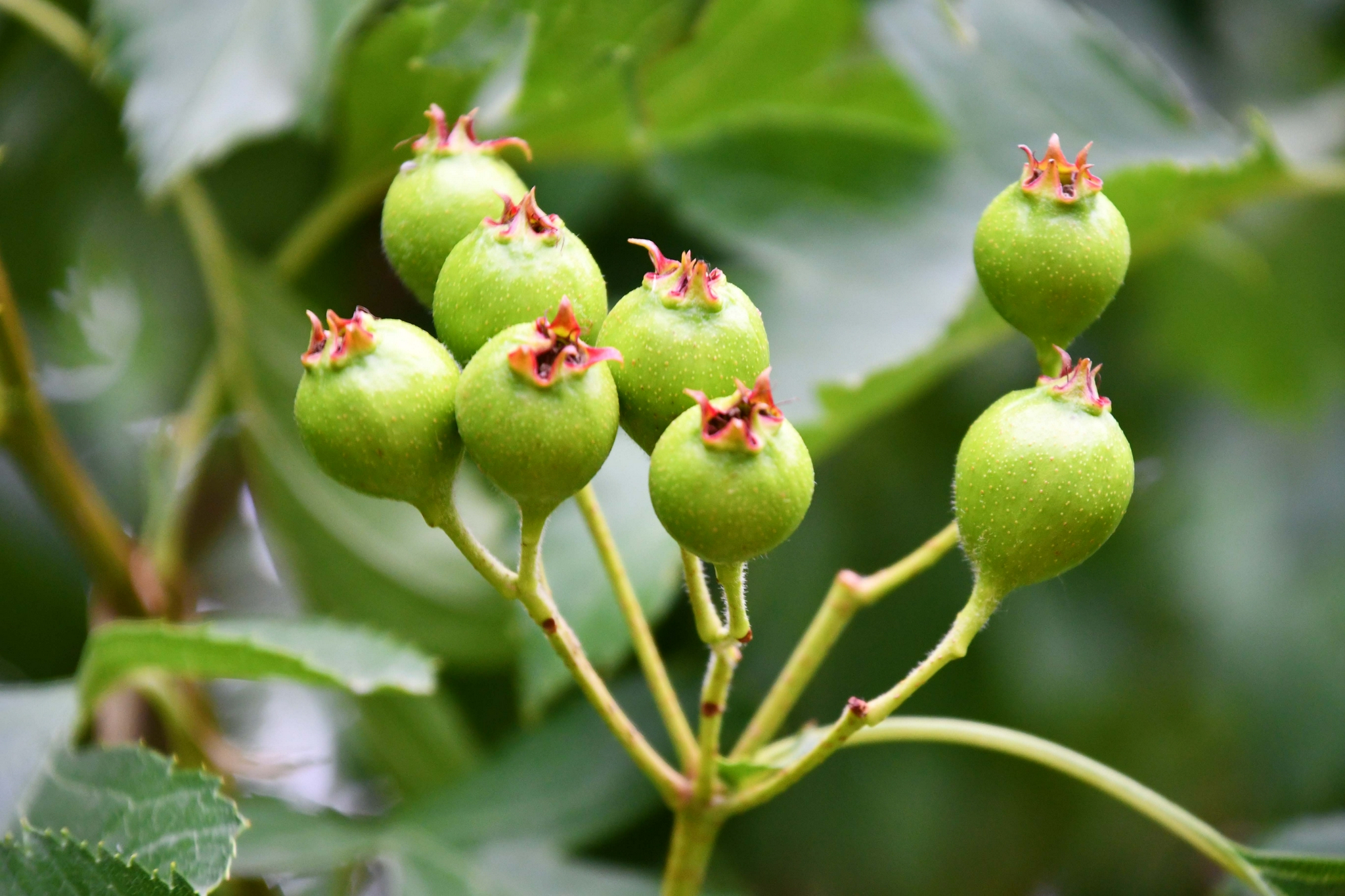 青山楂果,原创拍摄|山楂果|原创|拍摄_新浪新闻