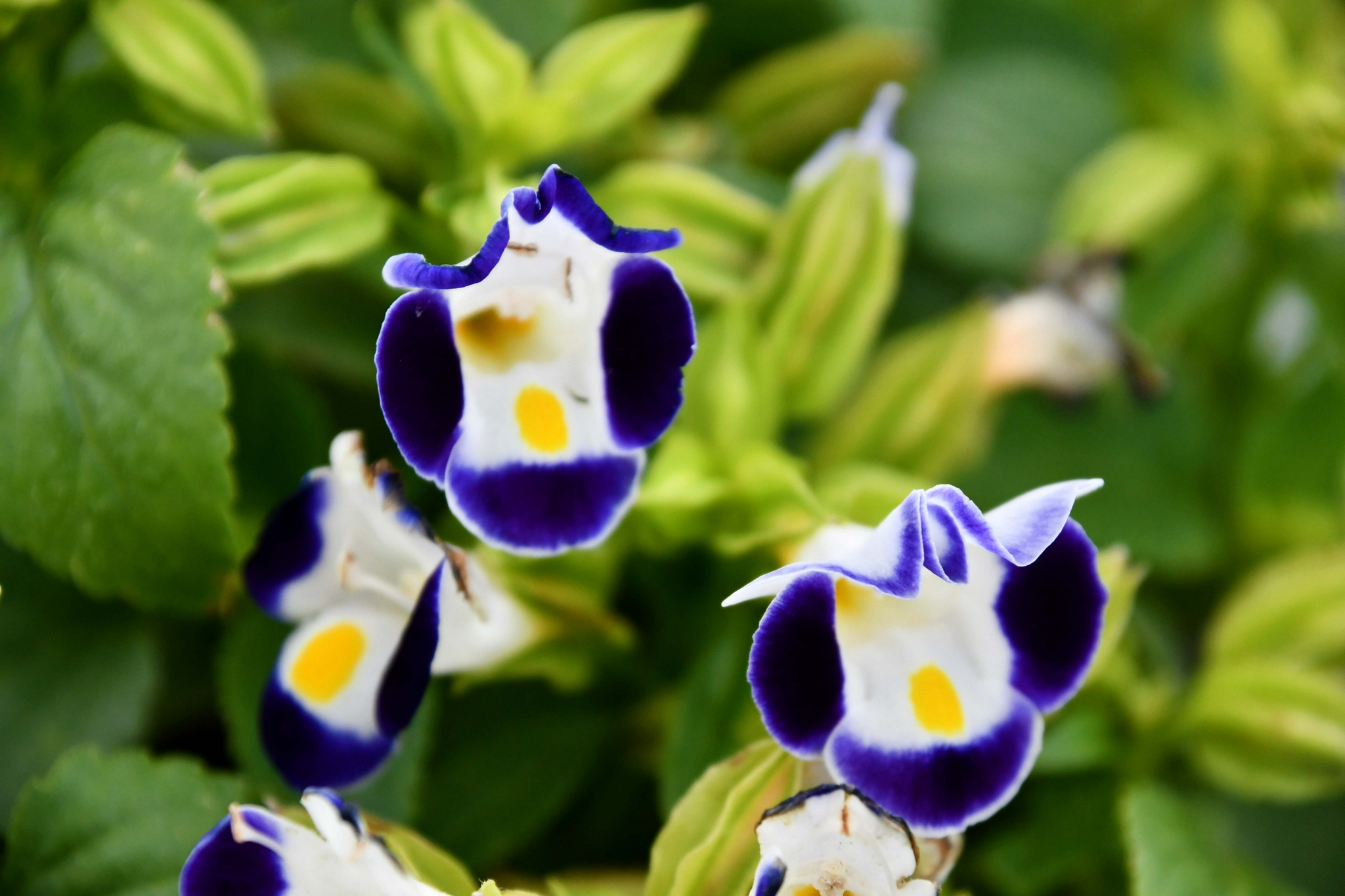 可爱的蓝猪耳小花,原创拍摄_高清图集_新浪网