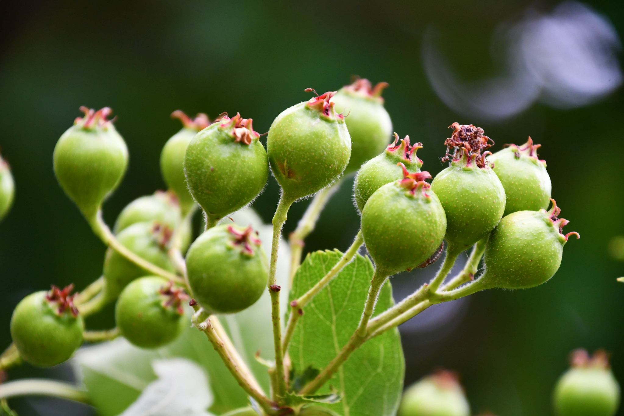 青山楂果,原创拍摄|山楂果|原创|拍摄_新浪新闻