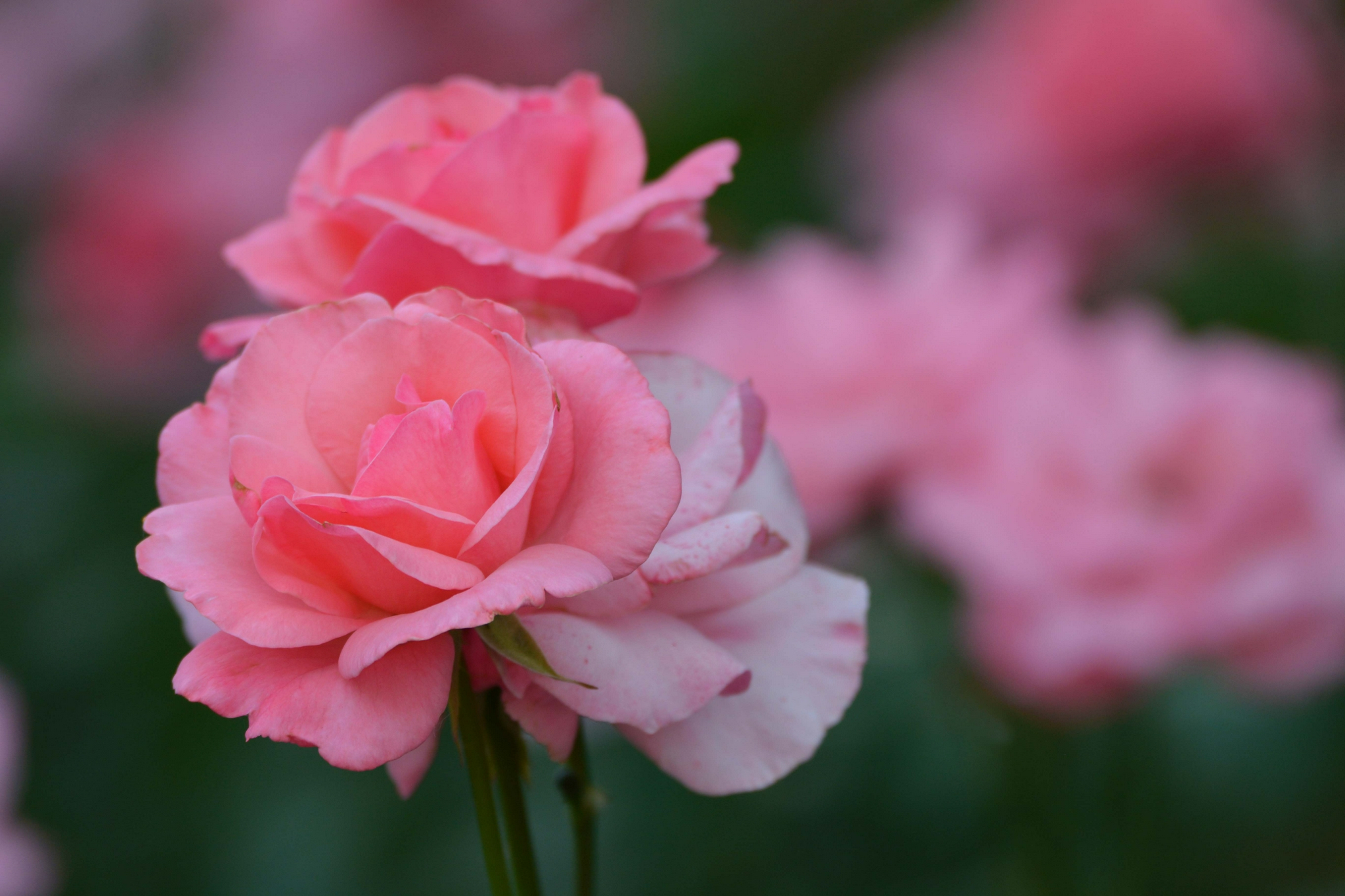 粉色月季花,原创拍摄__财经头条