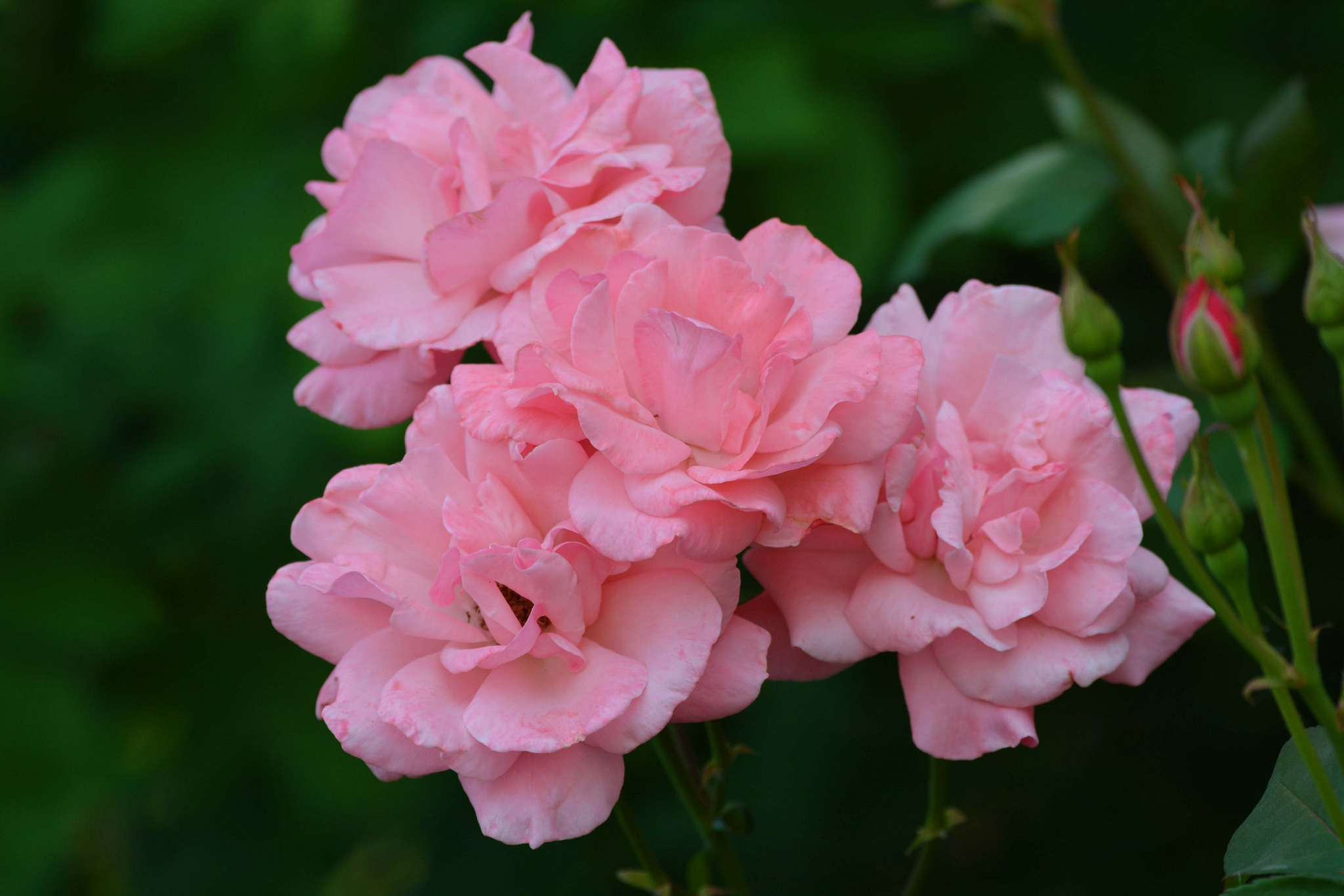 粉色月季花,原创拍摄__财经头条