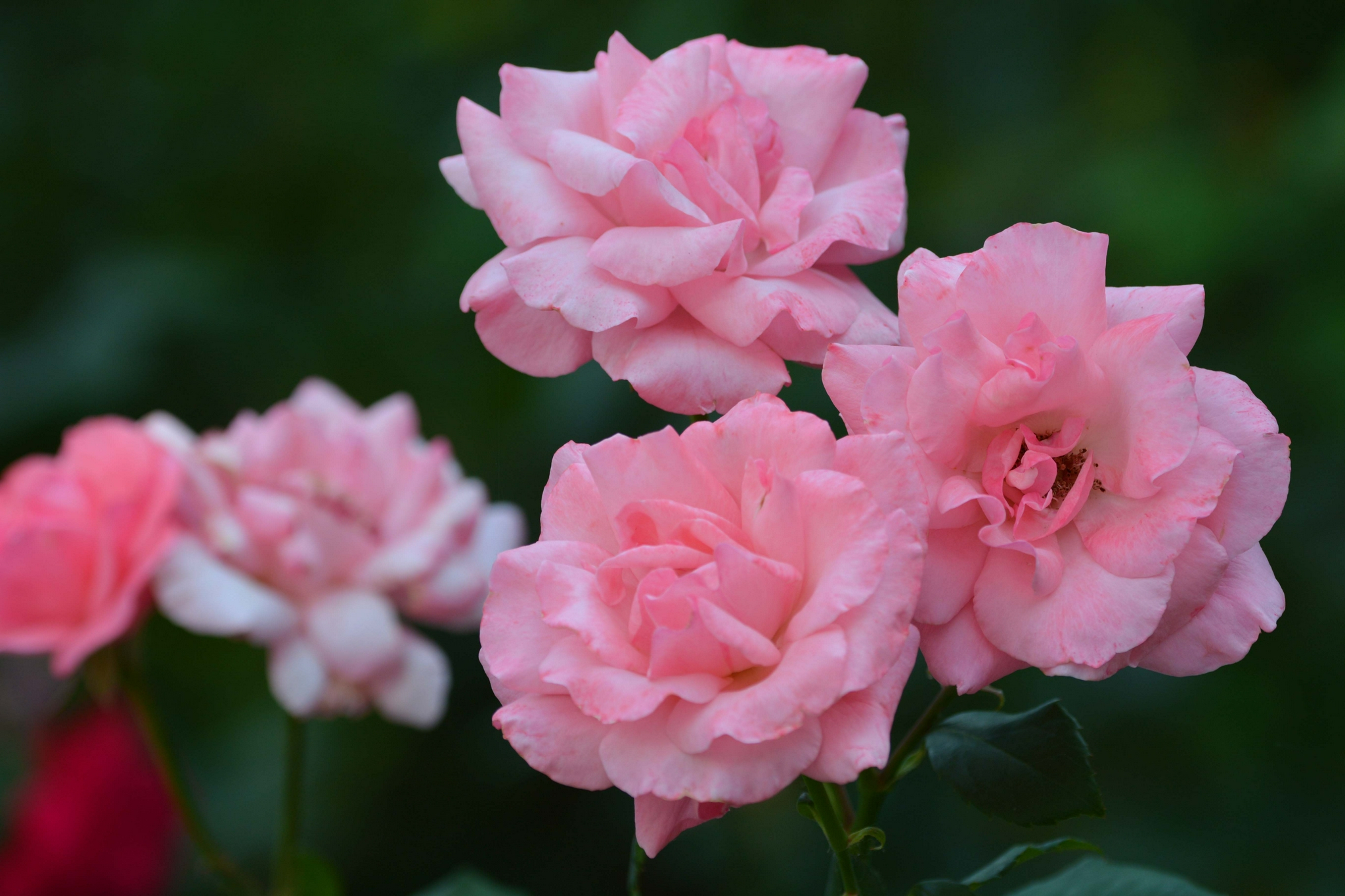 粉色月季花,原创拍摄__财经头条