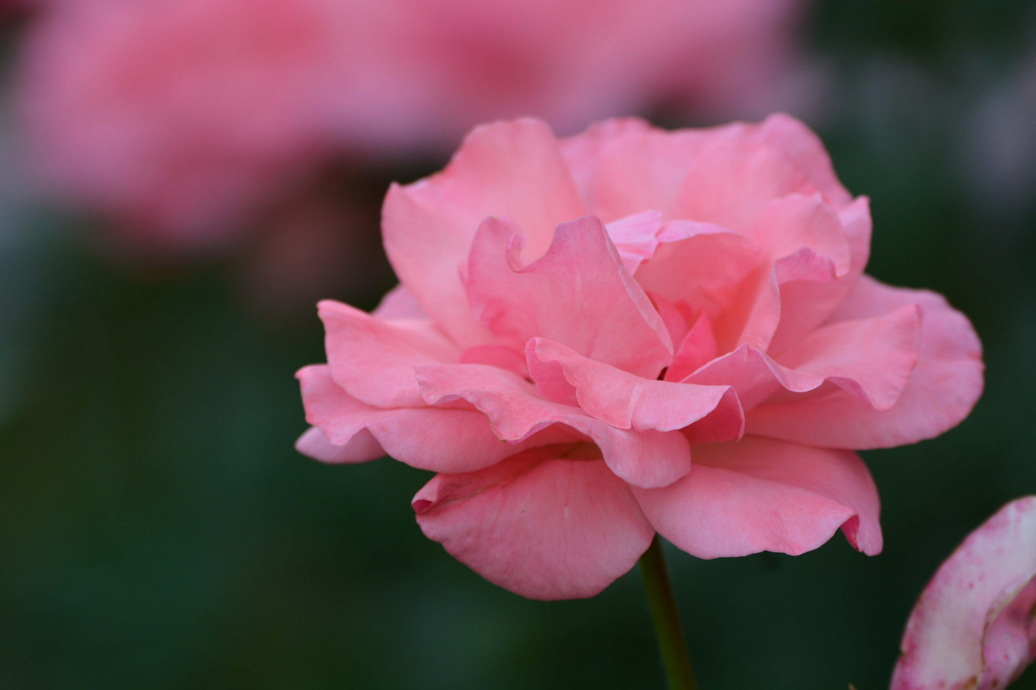 粉色月季花,原创拍摄__财经头条