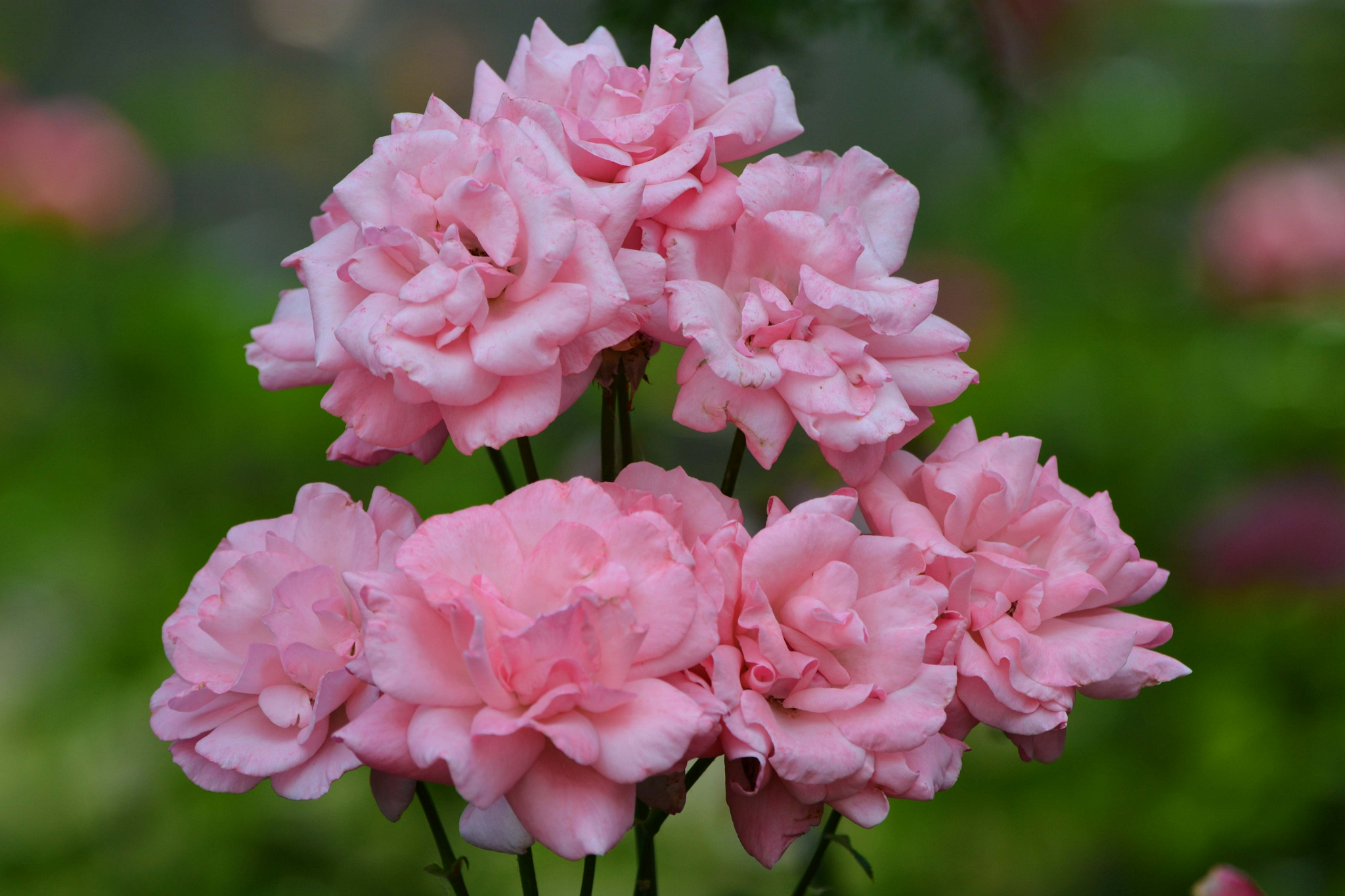 粉色月季花,原创拍摄__财经头条