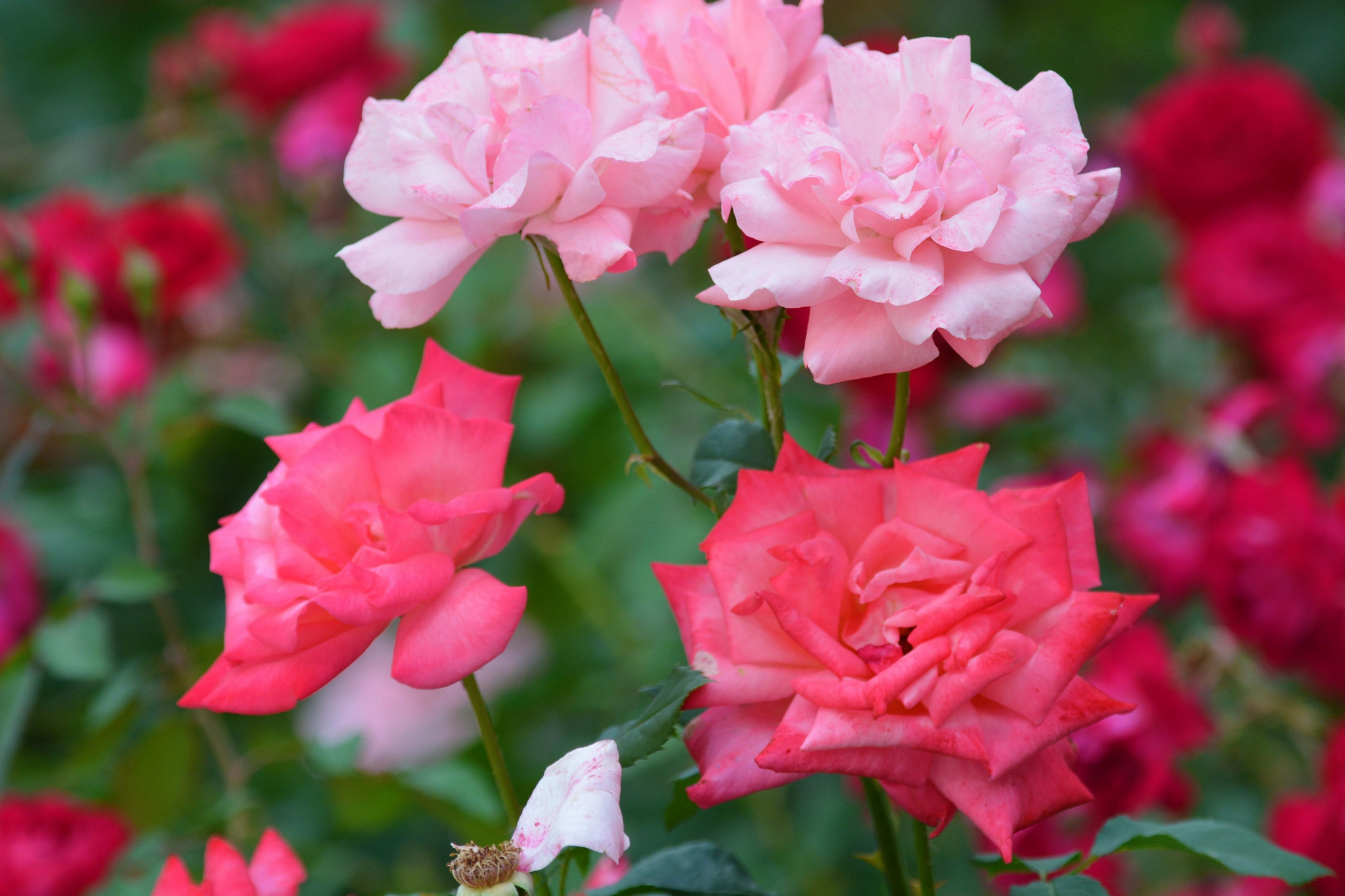 粉色月季花,原创拍摄__财经头条