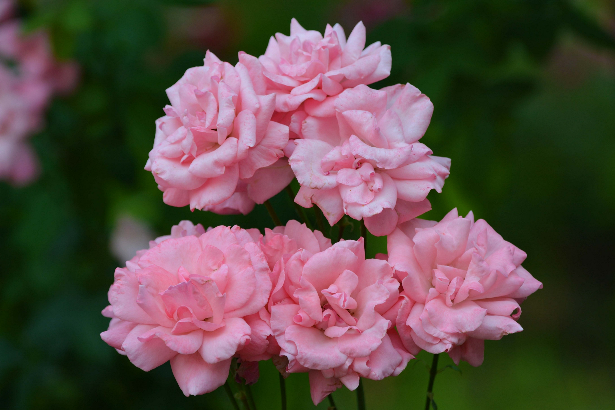 粉色月季花原创拍摄