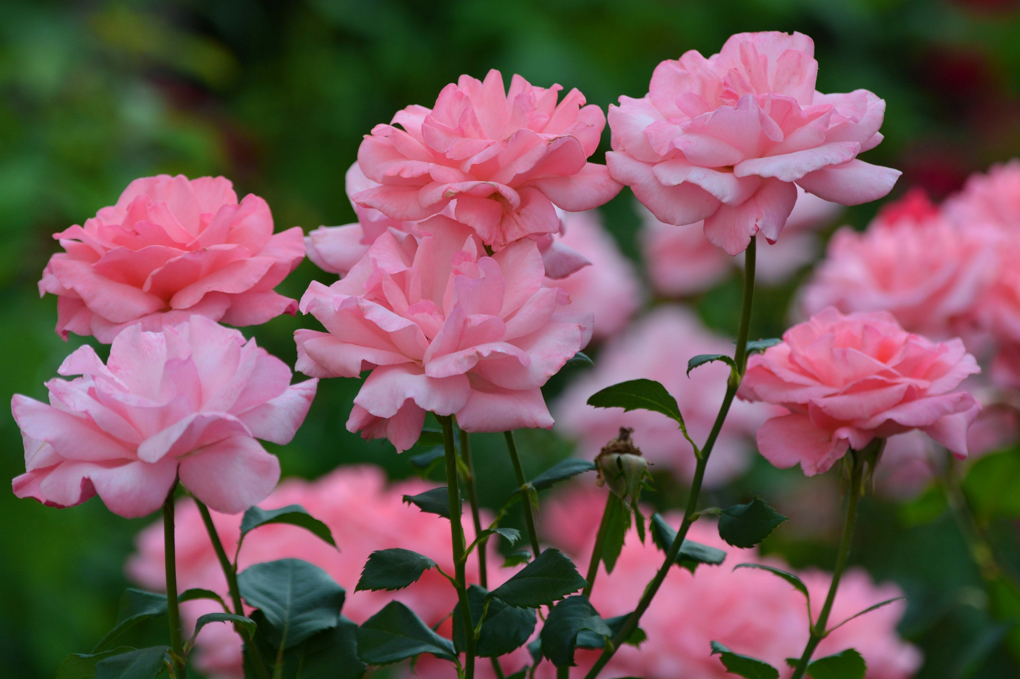 粉色月季花原创拍摄