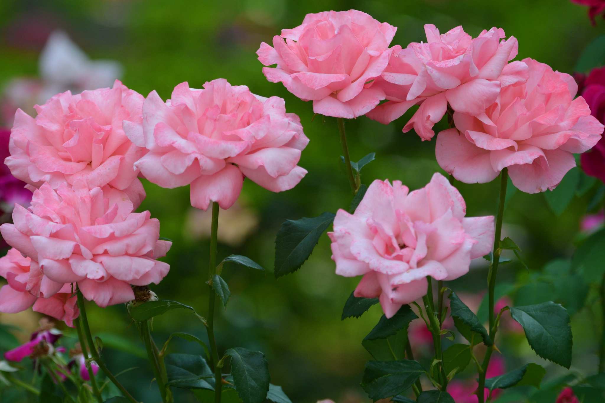 粉色月季花,原创拍摄__财经头条