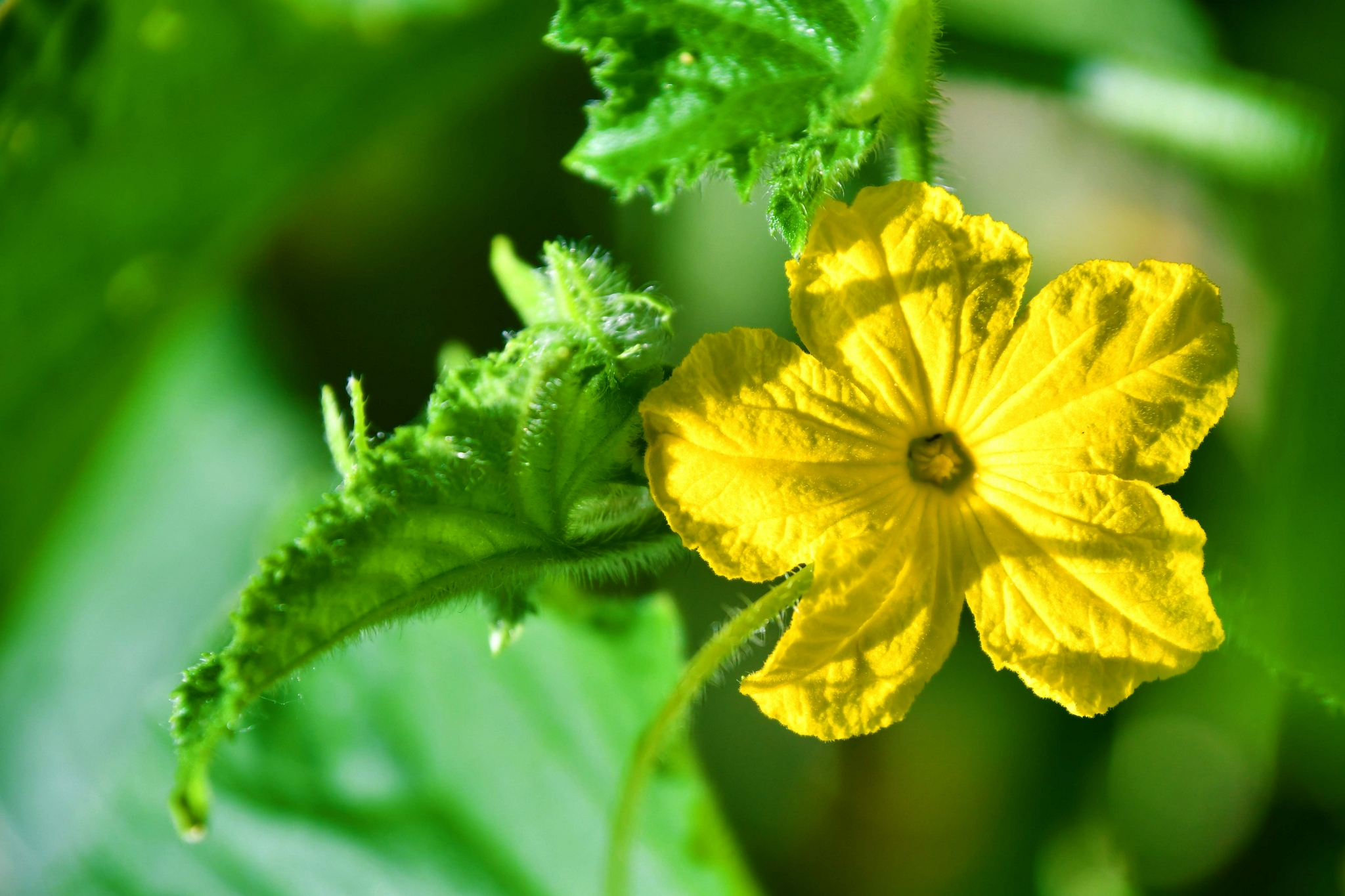 黄瓜花原创拍摄