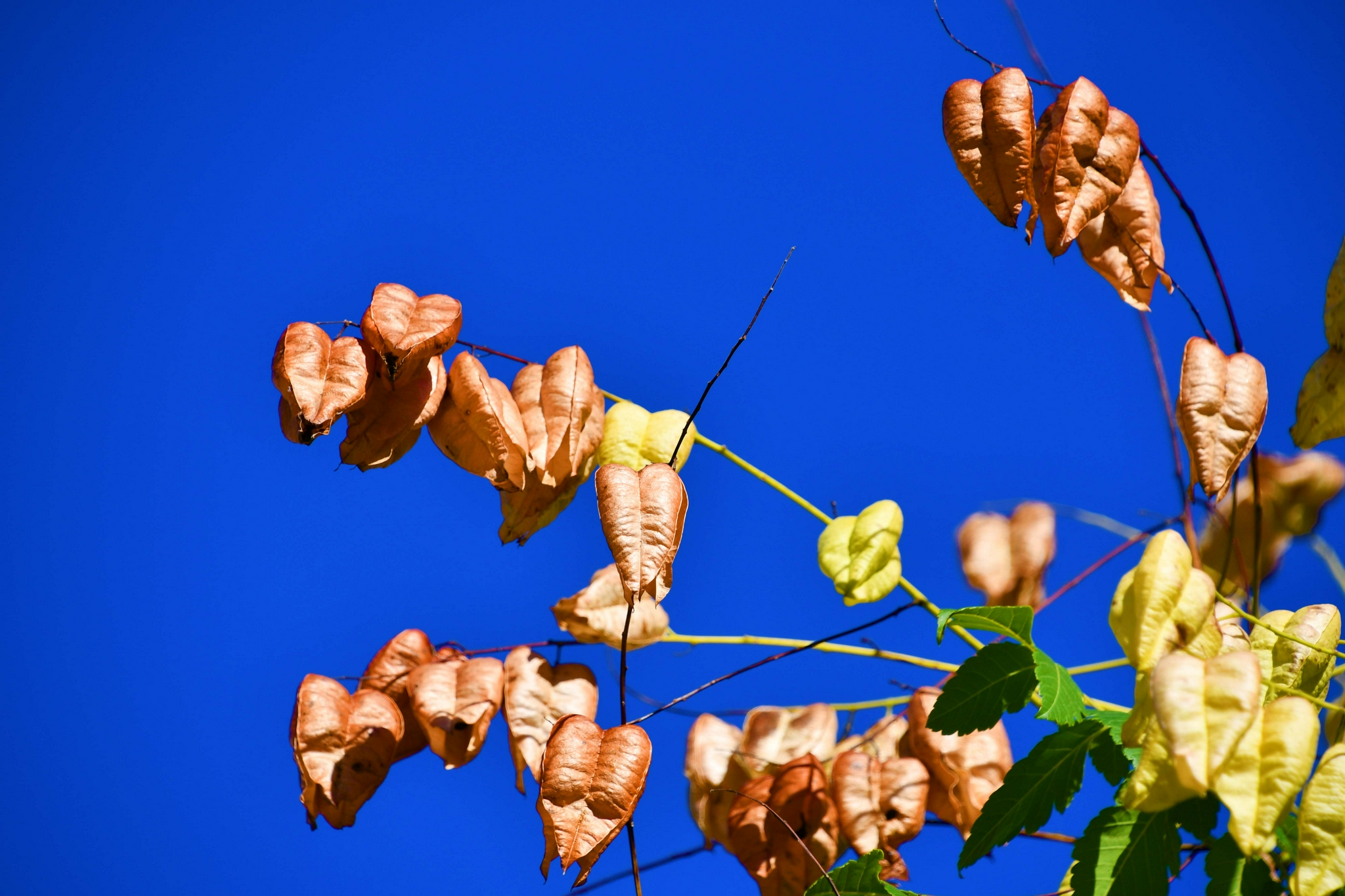 栾树果实原创拍摄