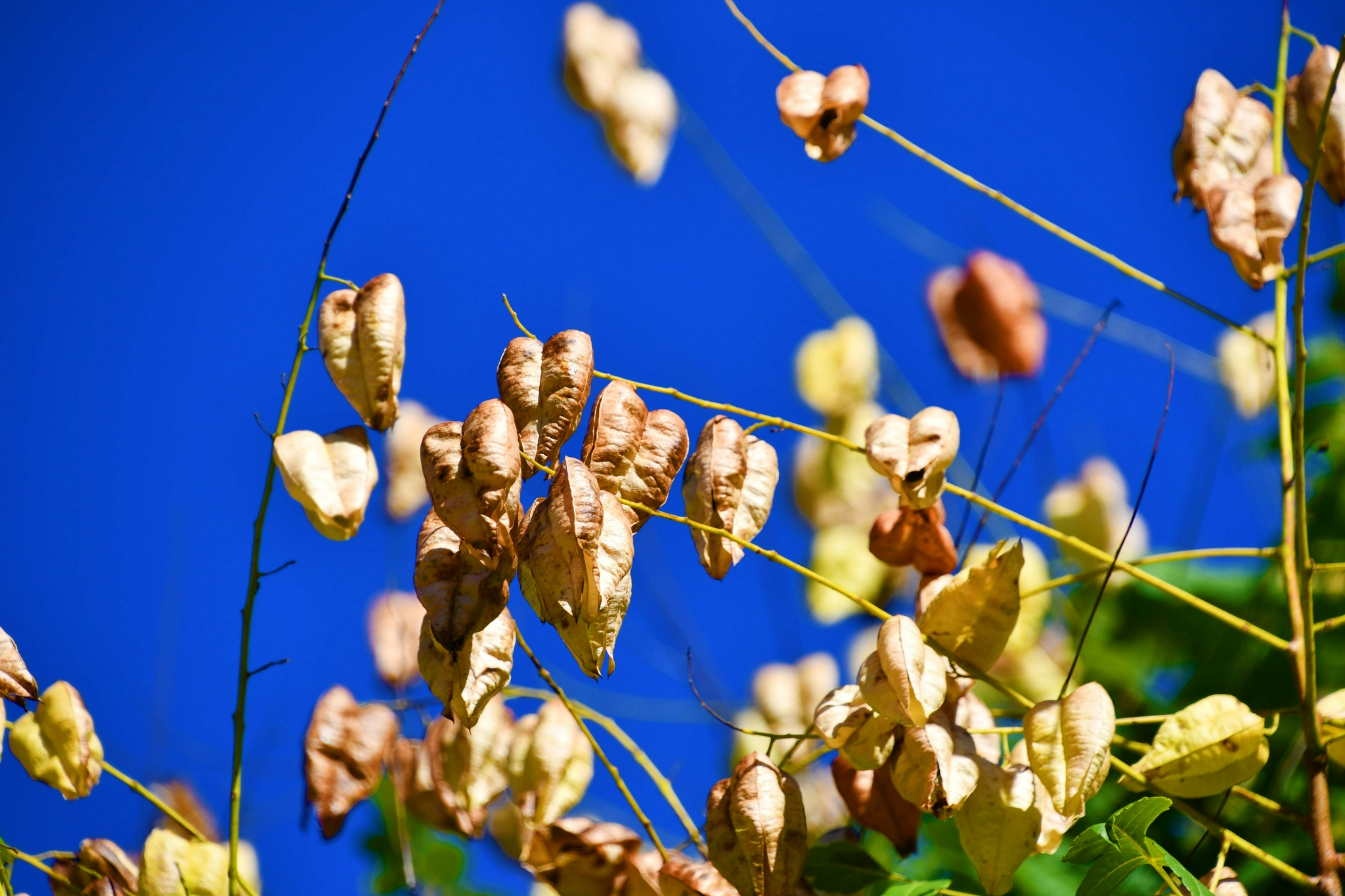 栾树果实原创拍摄