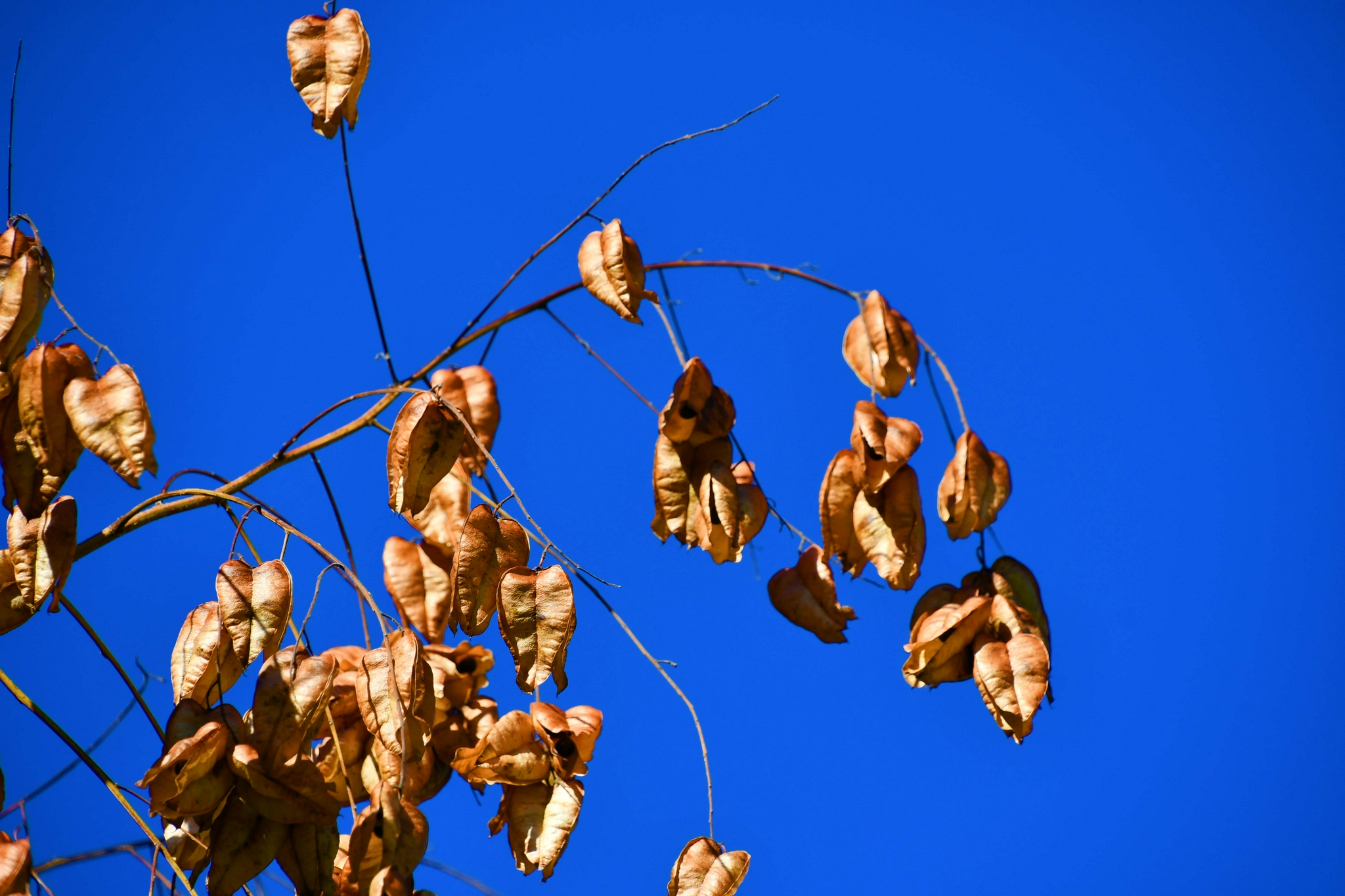 栾树果实原创拍摄