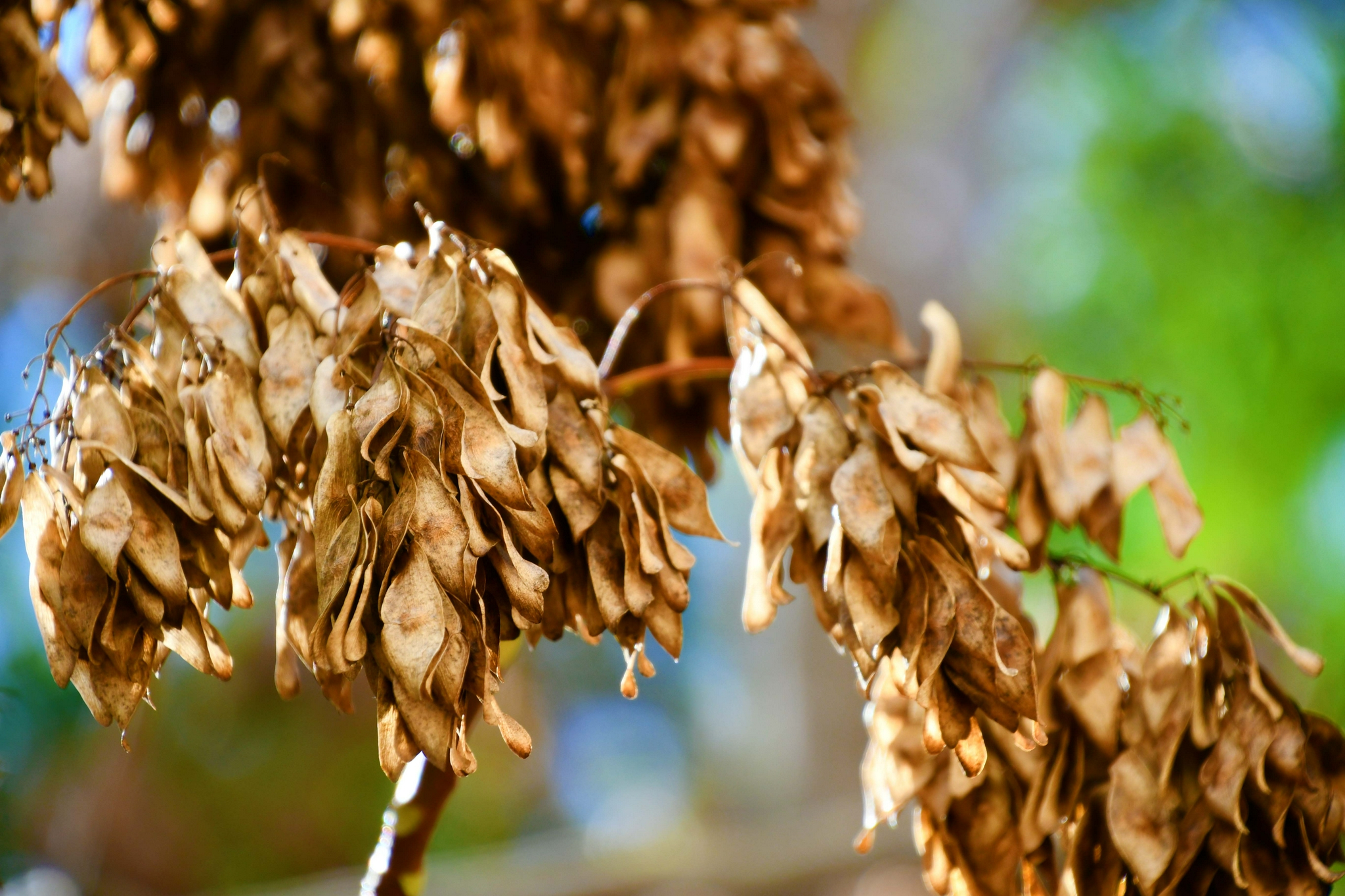 白蜡树干枯的种子,原创拍摄