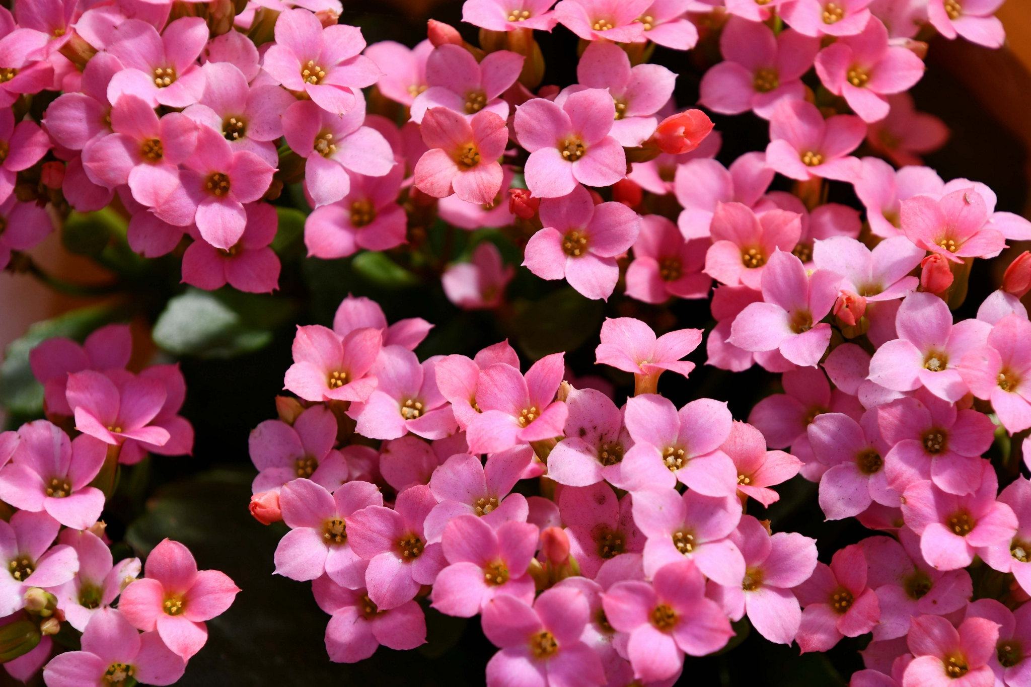 小巧可爱的迎春花原创拍摄