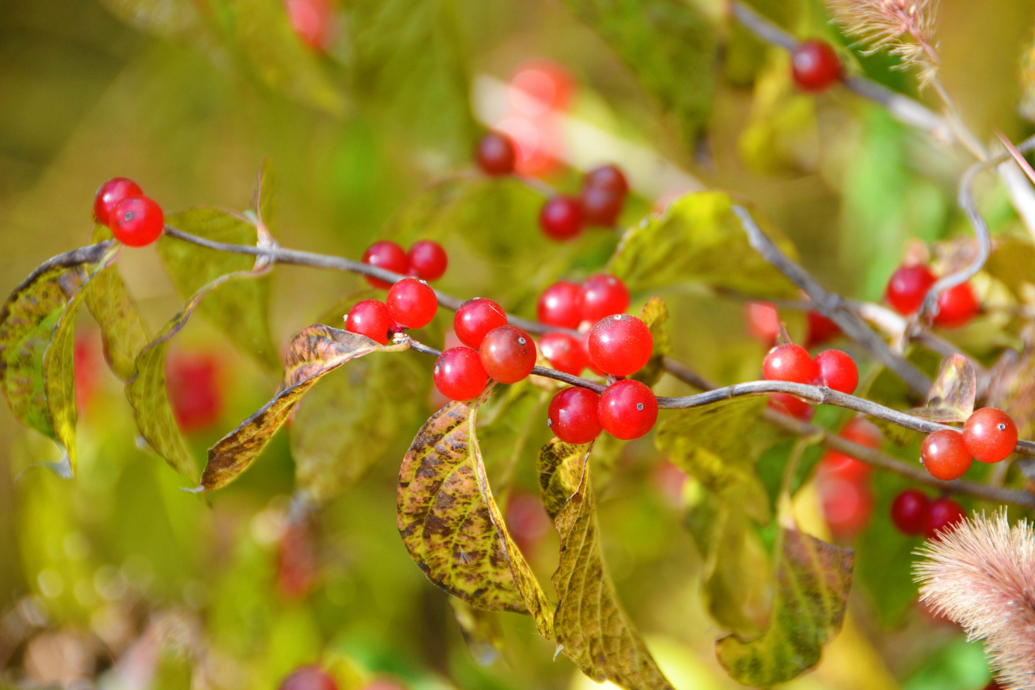 红得透亮的忍冬果原创拍摄