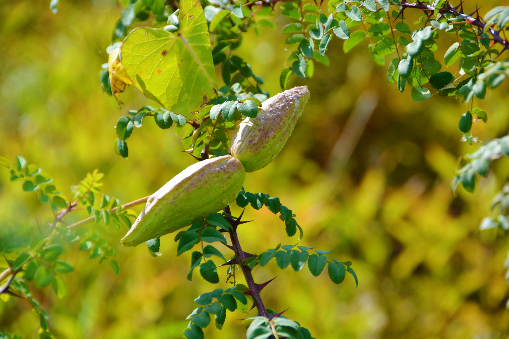 萝藦果实种子,原创拍摄|果实|原创|拍摄_新浪新闻