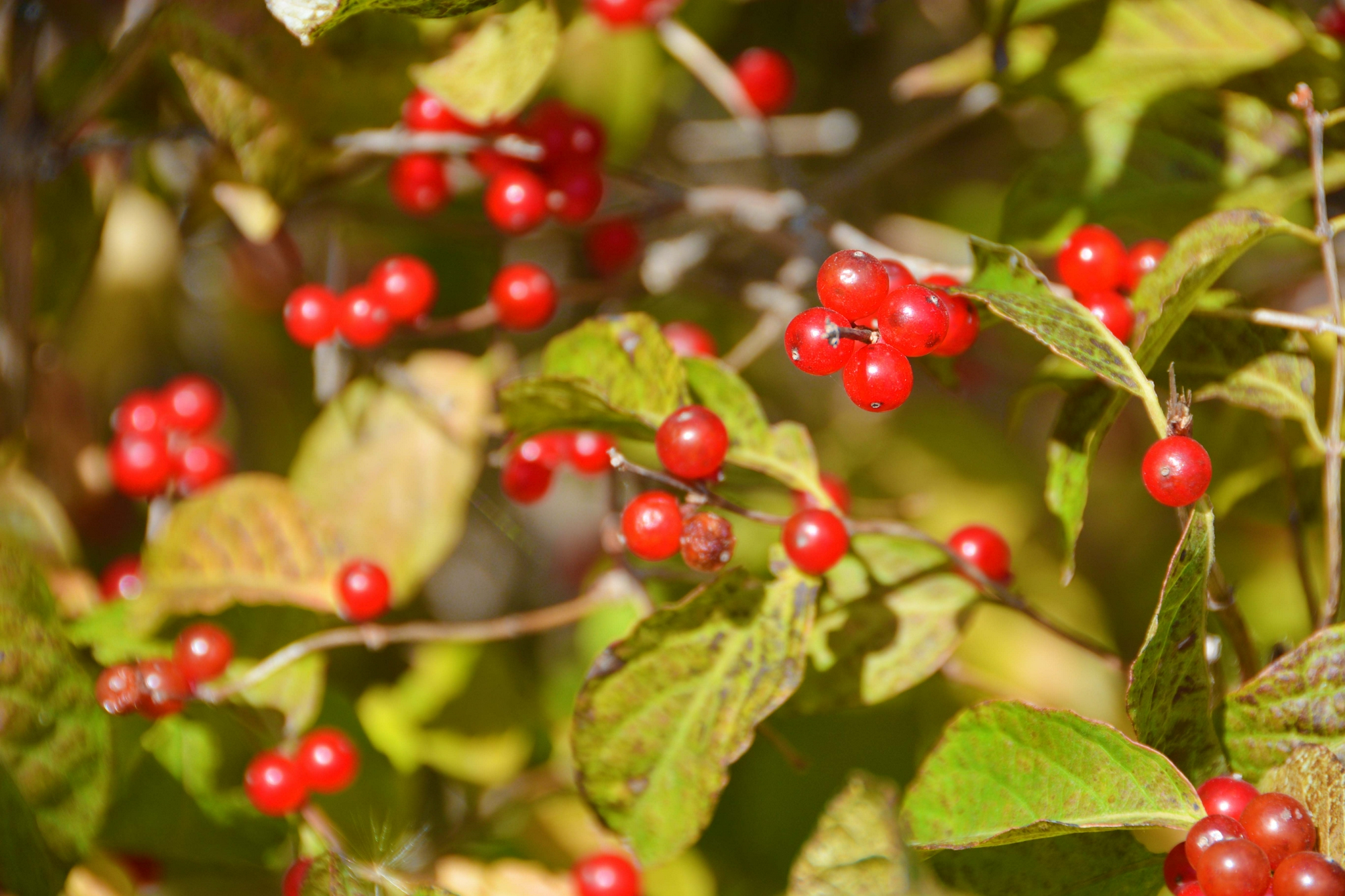 红得透亮的忍冬果原创拍摄