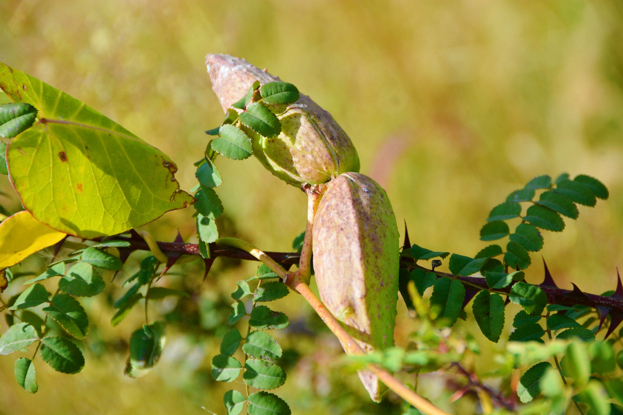 萝藦果实种子,原创拍摄|果实|原创|拍摄_新浪新闻