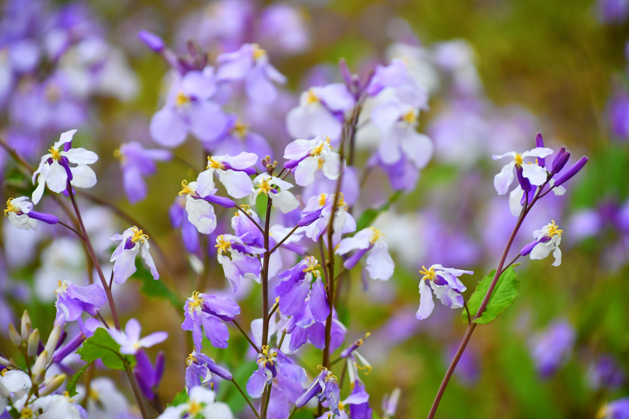 二月兰也叫诸葛菜,原创拍摄|诸葛菜|二月兰|原创_新浪新闻