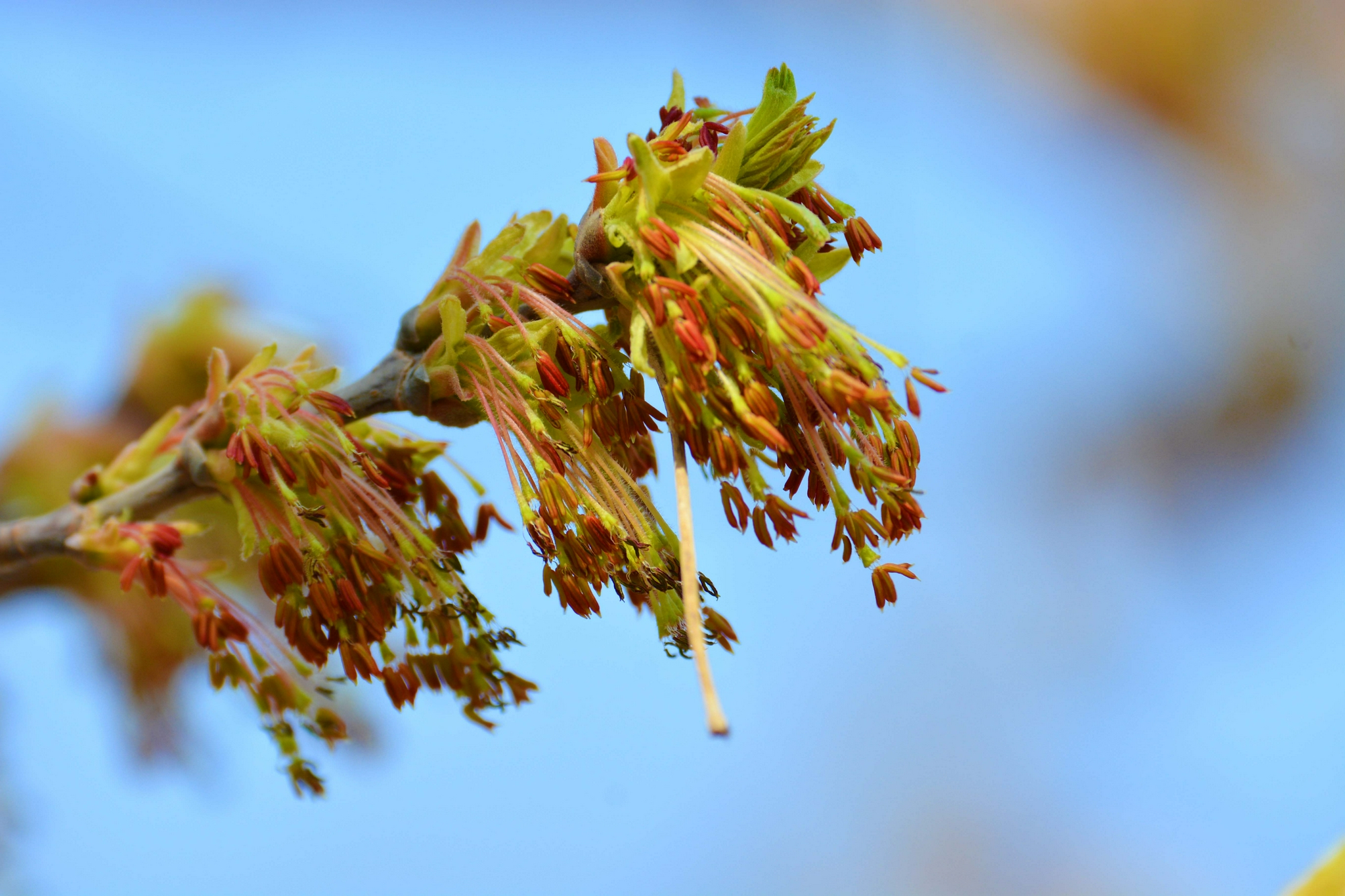 白蜡树花穗原创拍摄