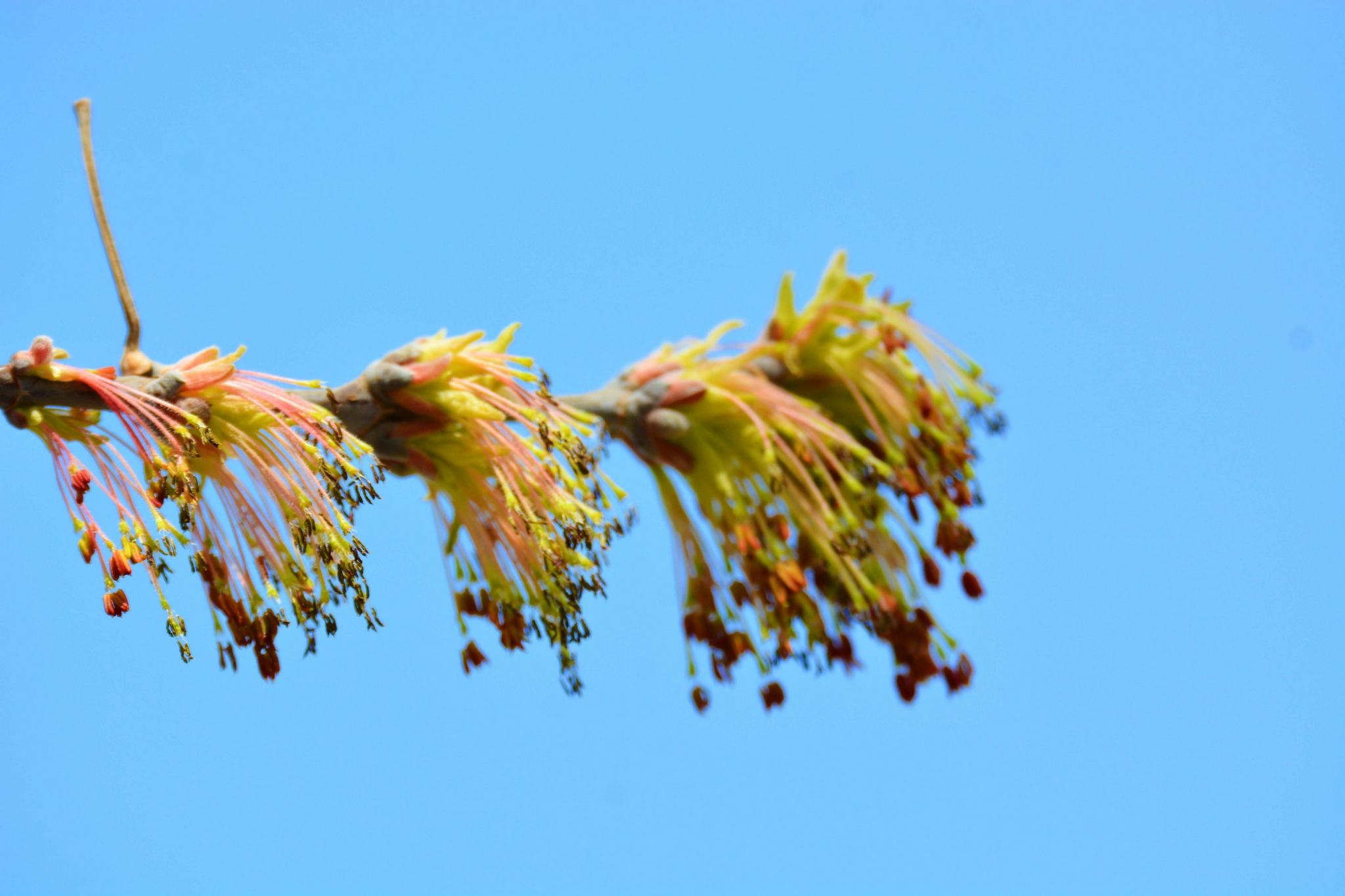白蜡树花穗原创拍摄