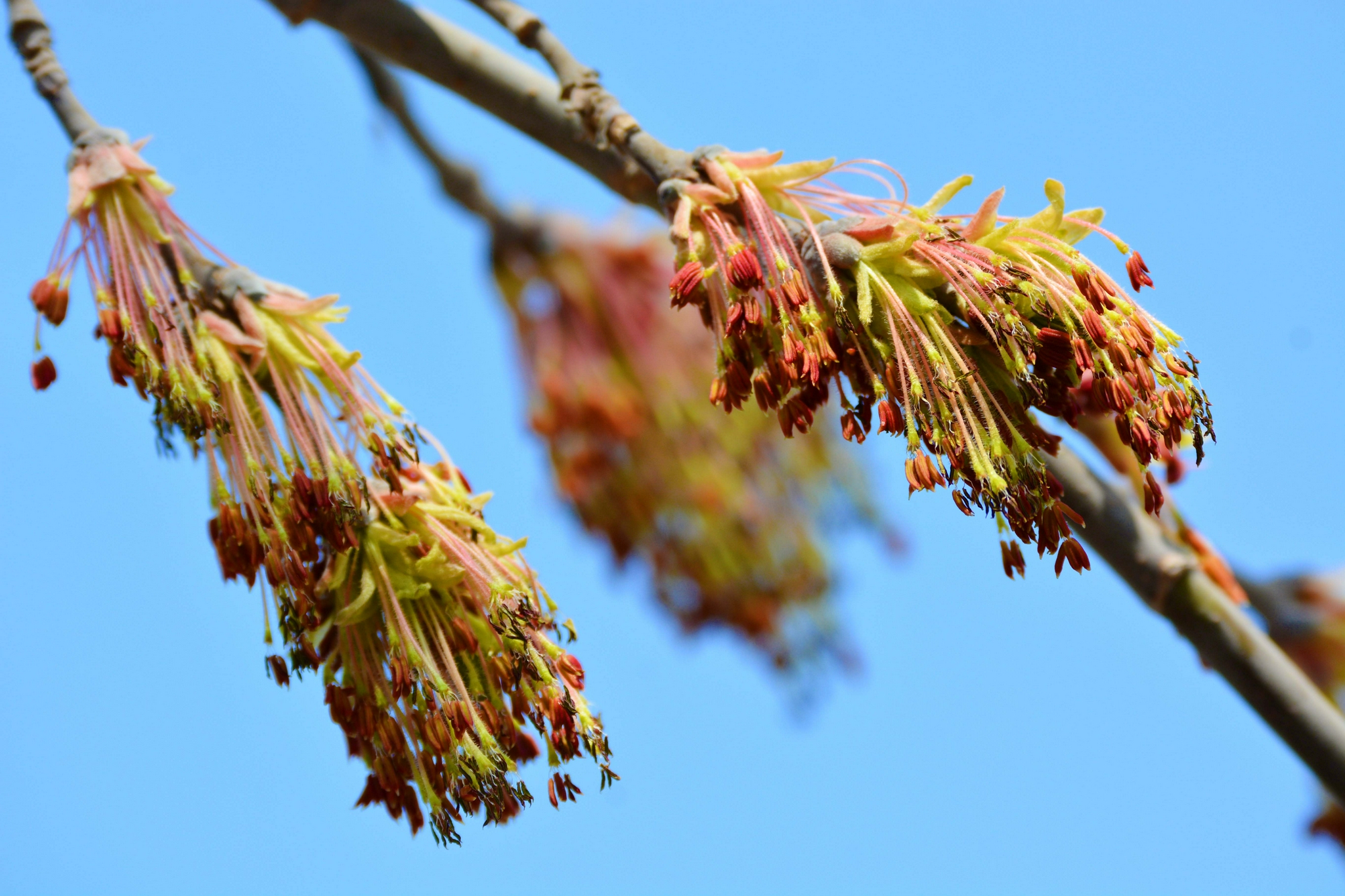 白蜡树花穗原创拍摄