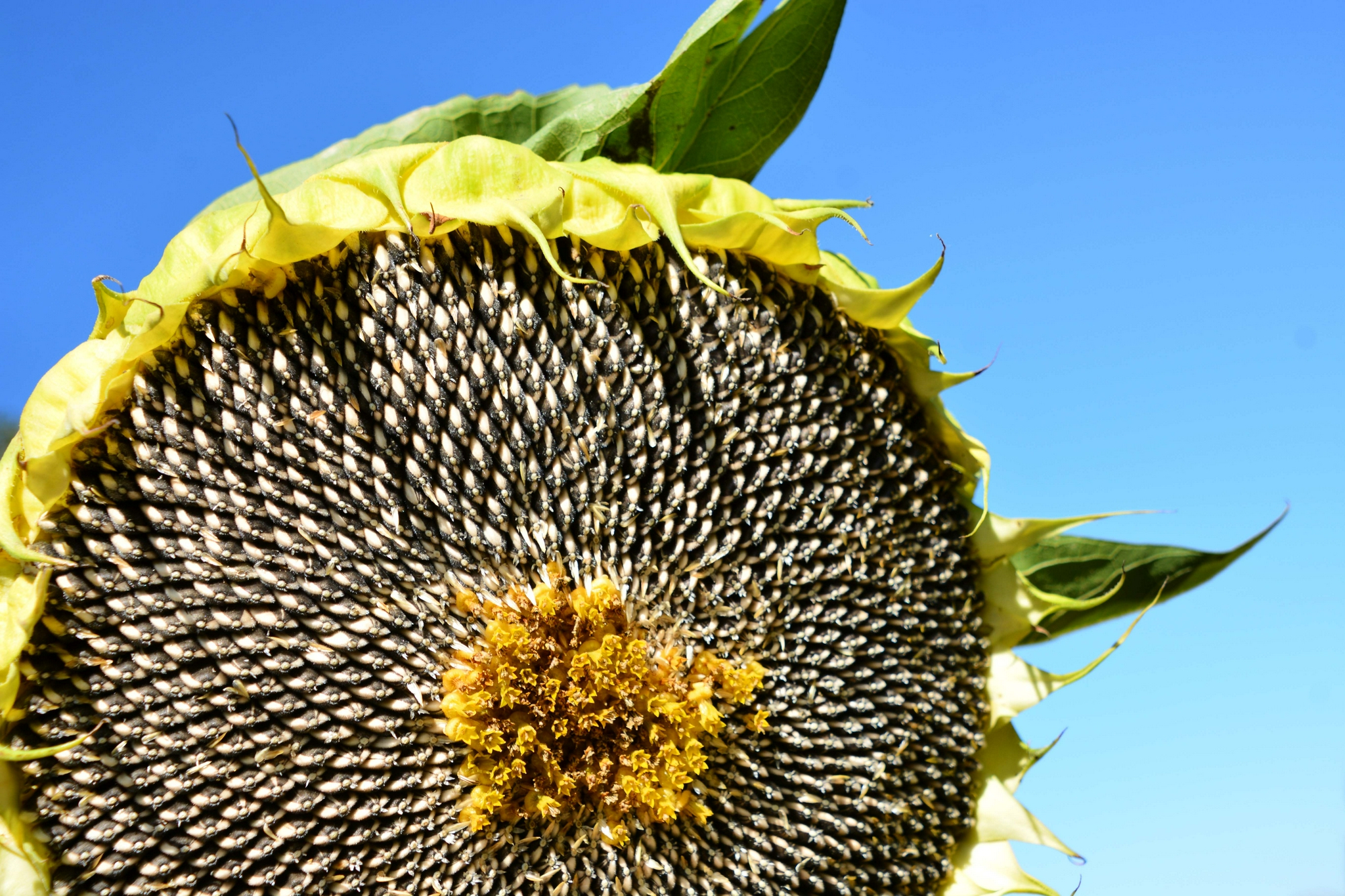 成熟的向日葵,原创拍摄|原创|拍摄|向日葵_新浪新闻