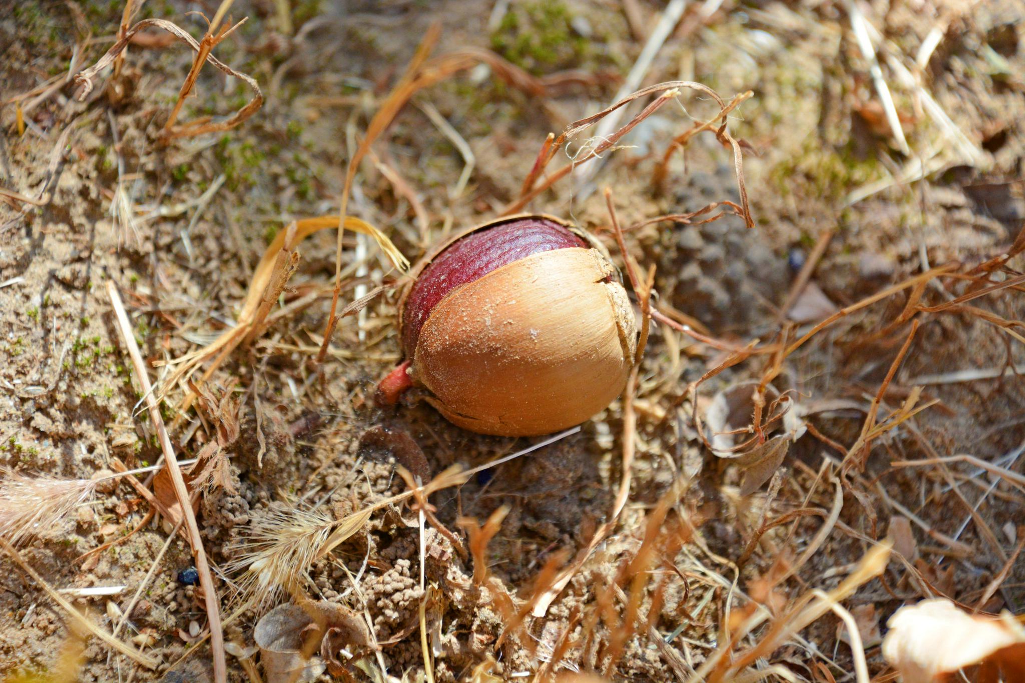 蒙古栎树种子原创拍摄