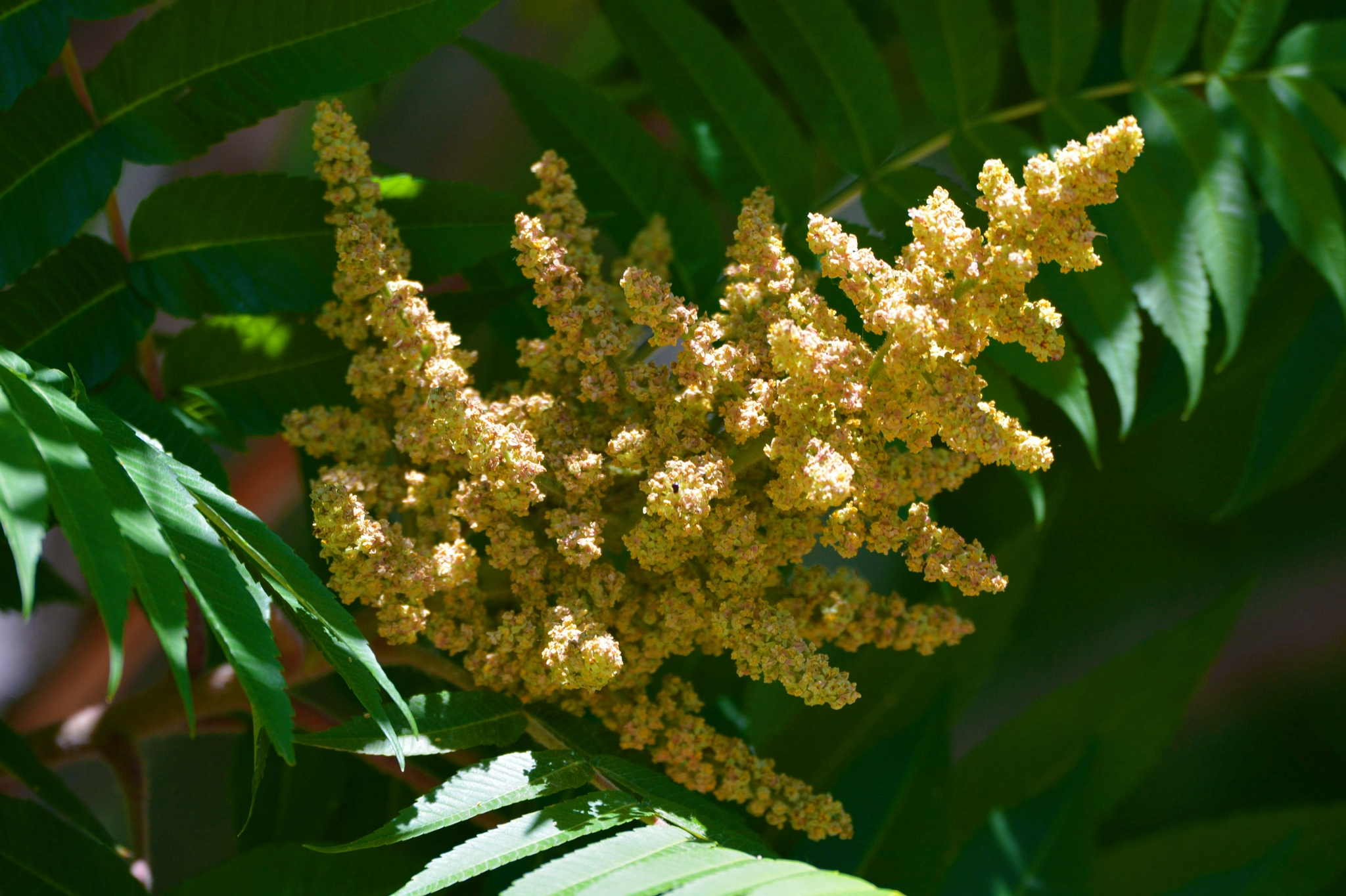 火炬树火炬花原创拍摄