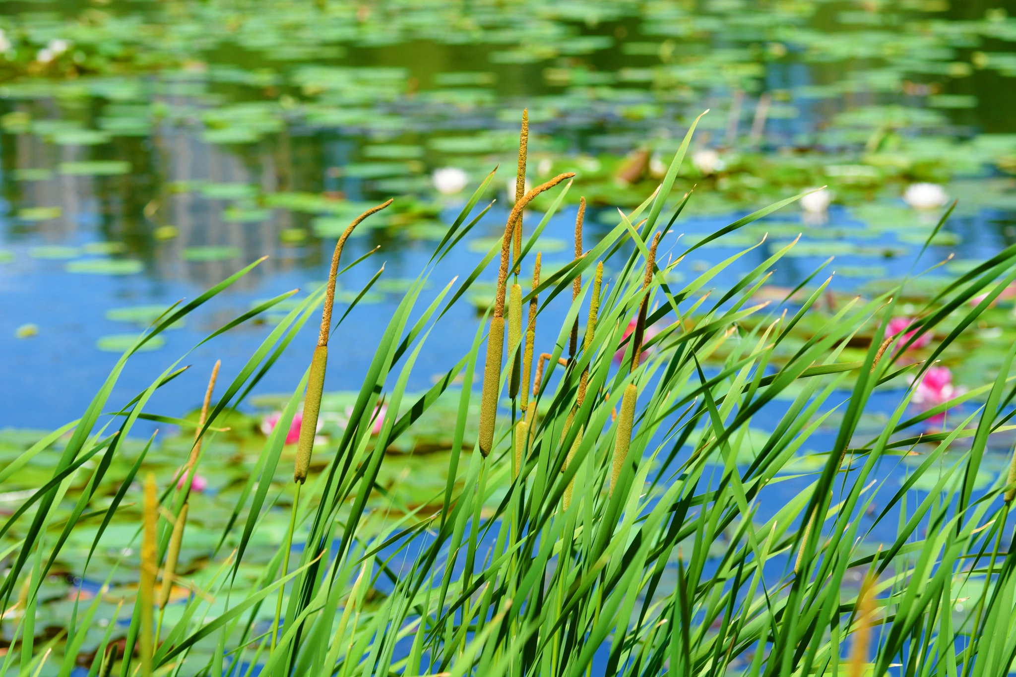 嫩蒲草棒原创拍摄
