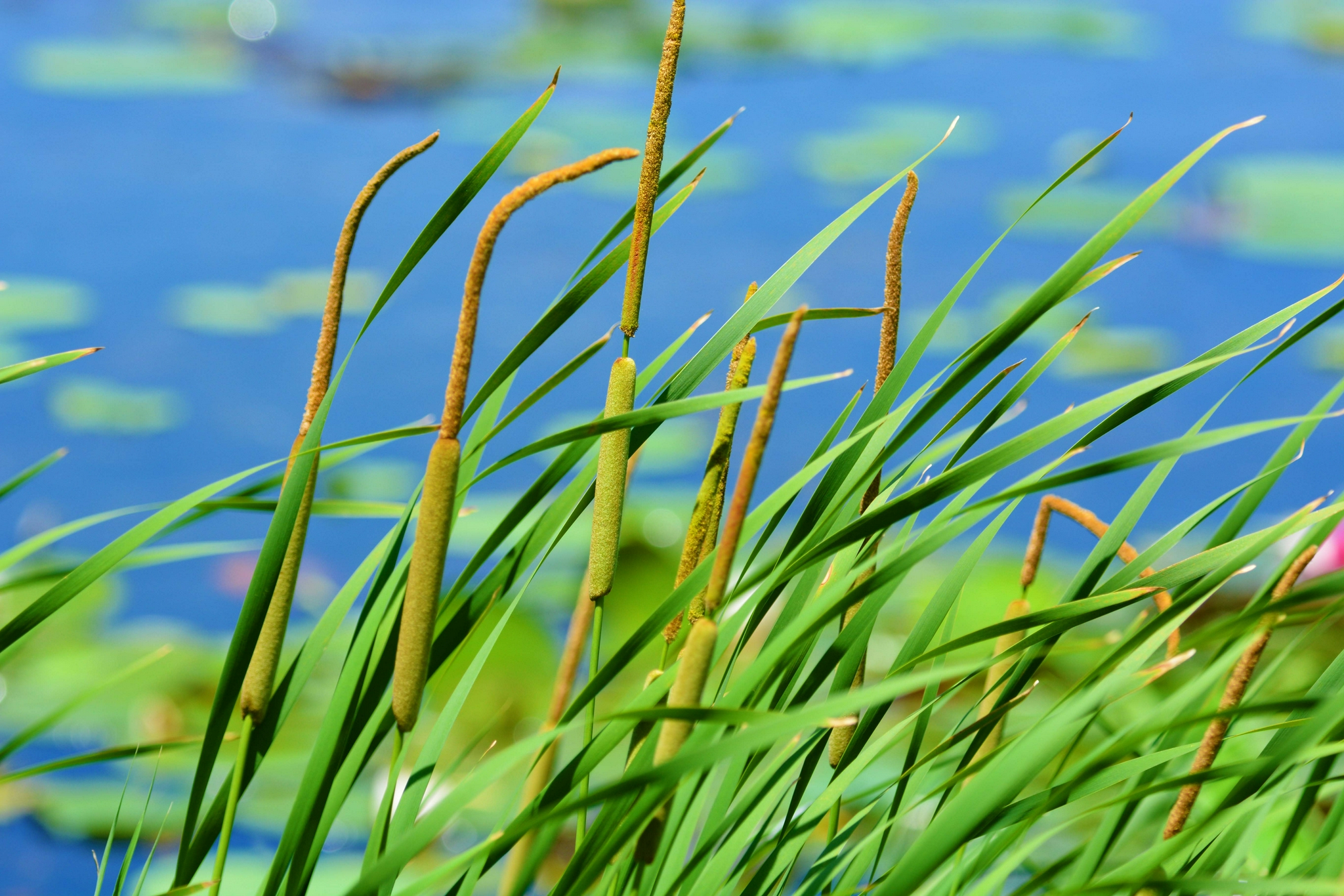 嫩蒲草棒原创拍摄