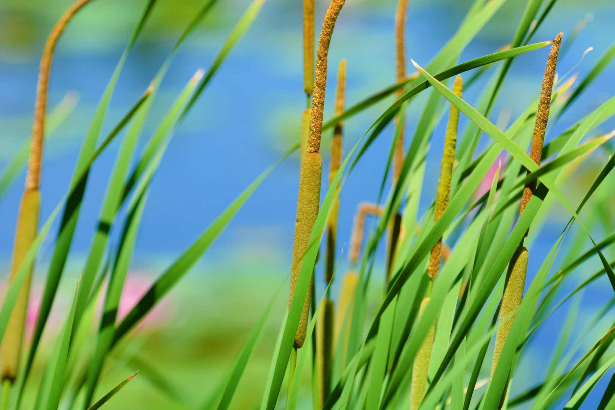 嫩蒲草棒原创拍摄