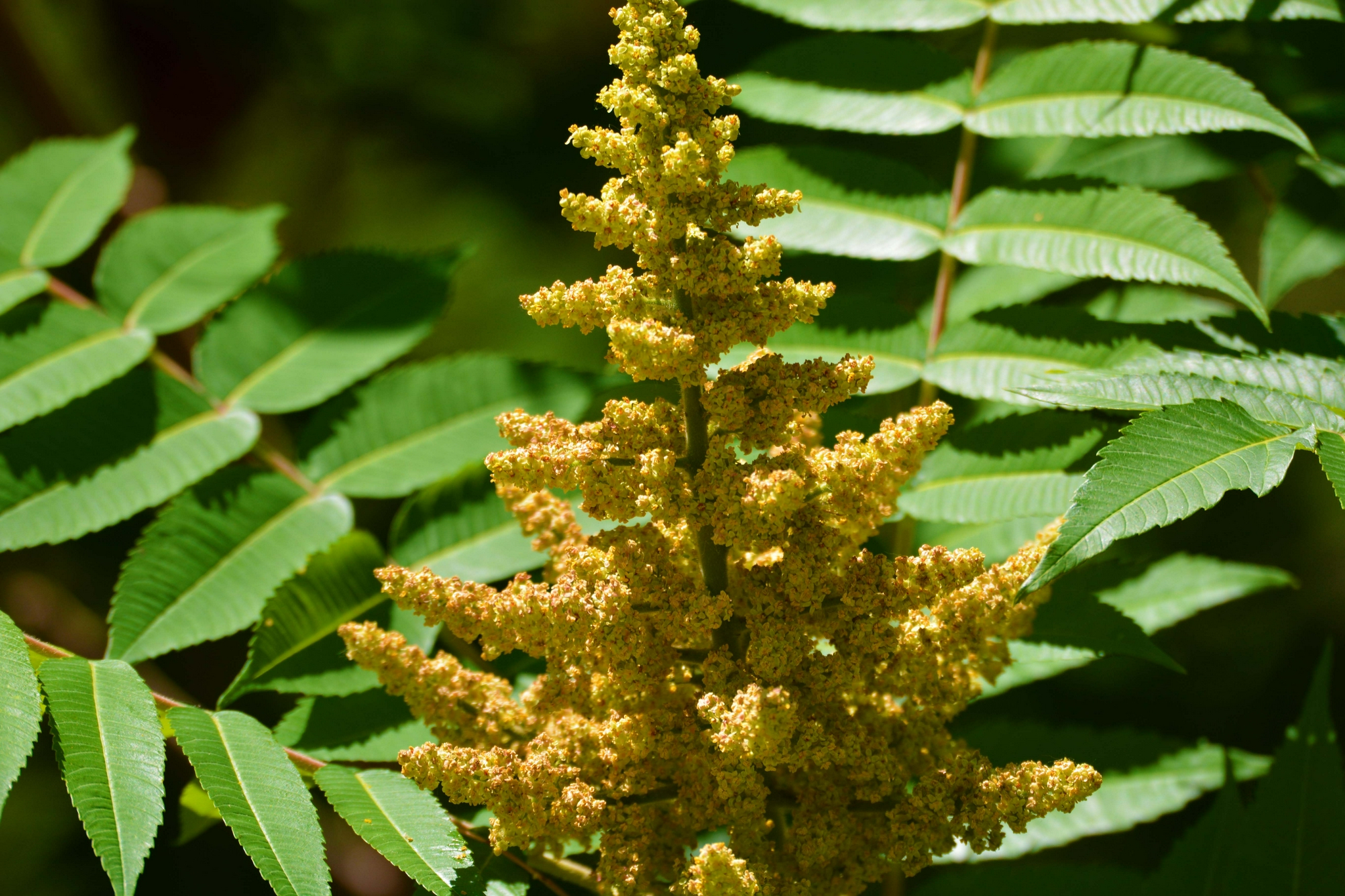 火炬树火炬花原创拍摄