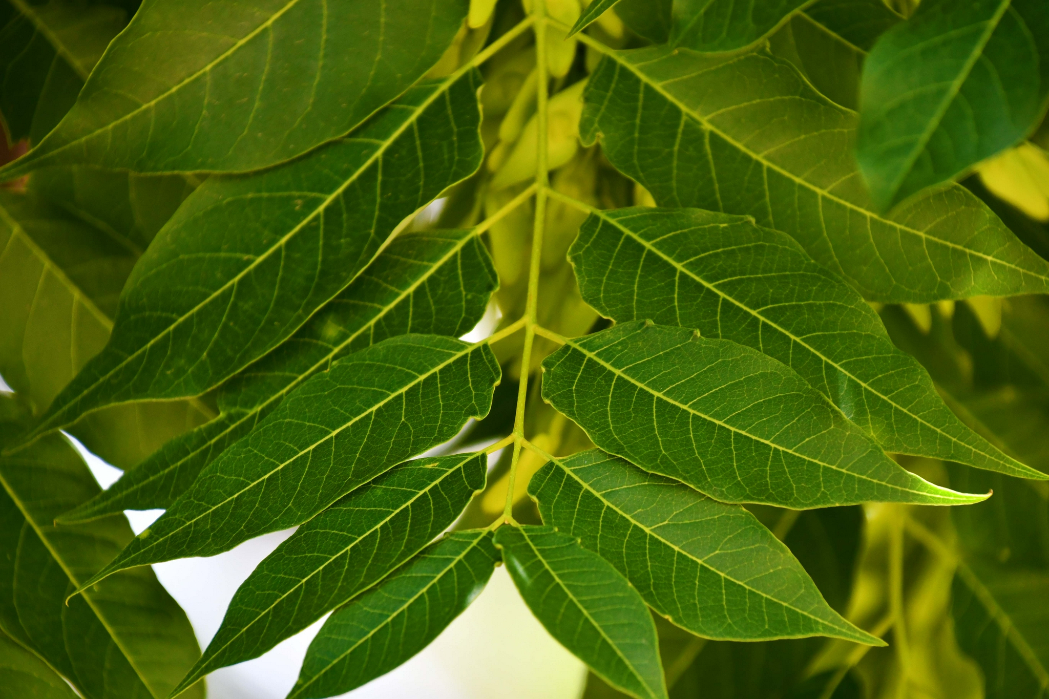 白蜡树叶原创拍摄